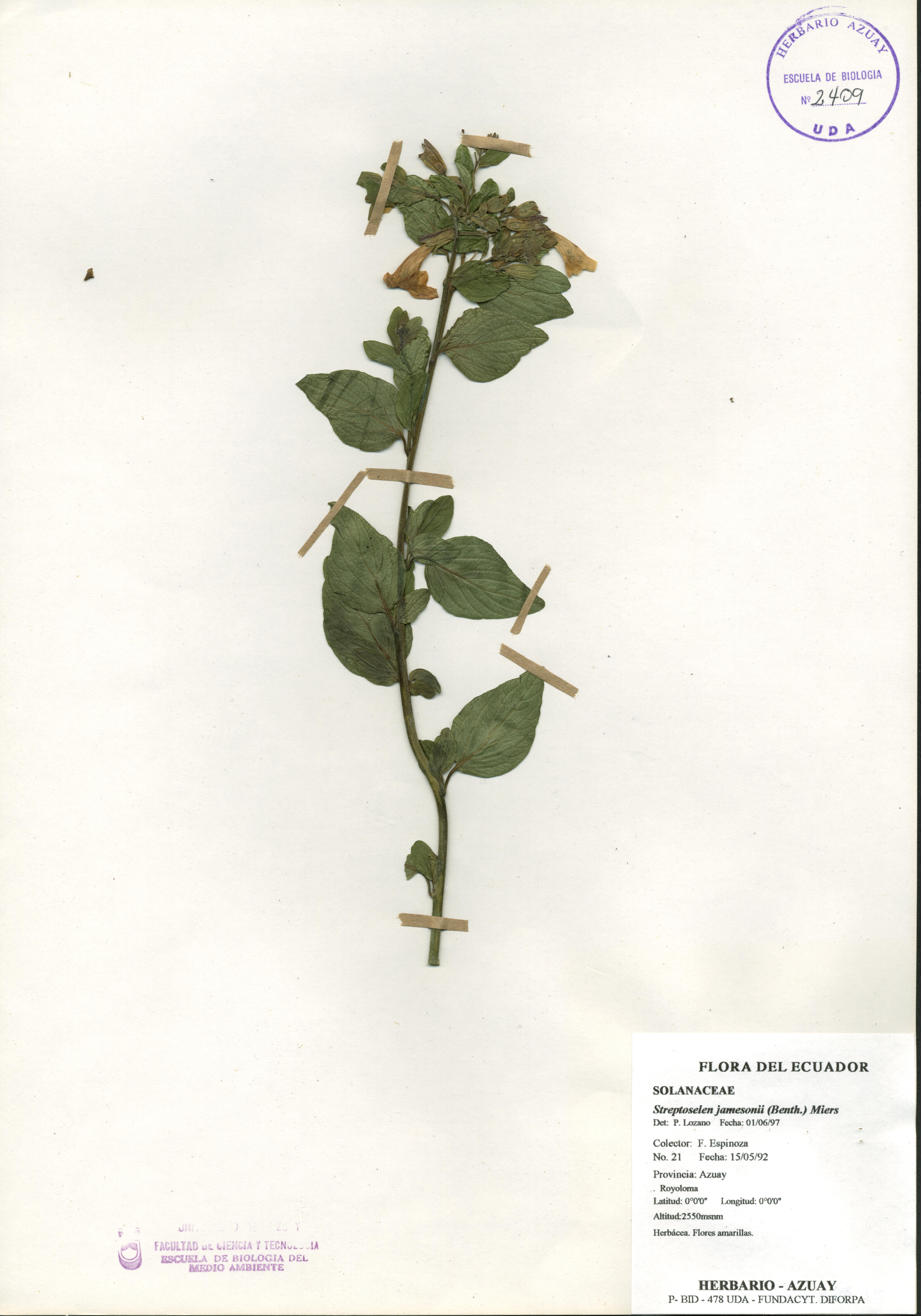 Streptosolen jamesonii (Benth.) Miers