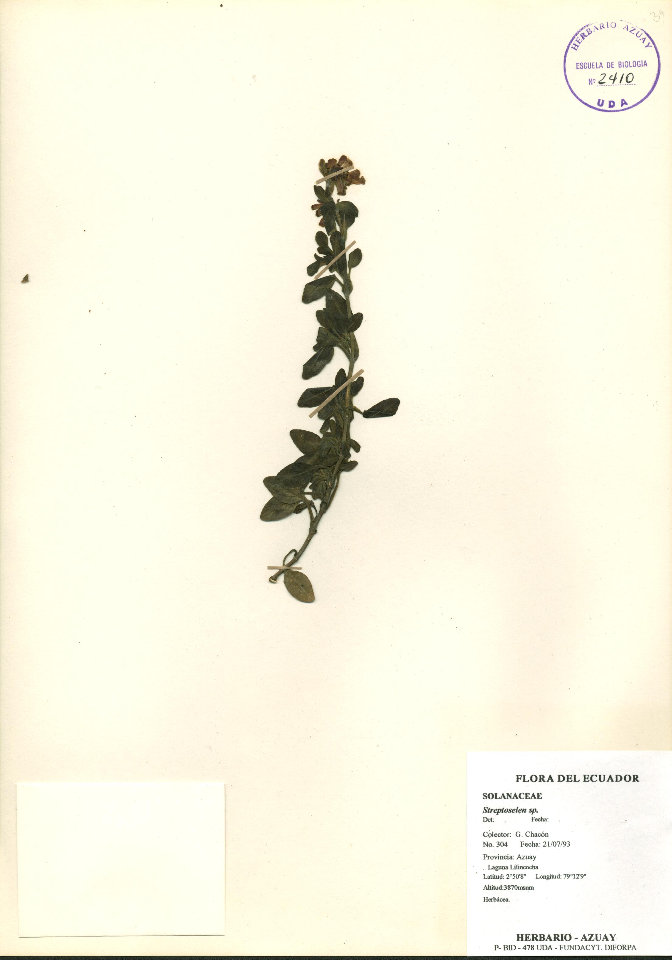 Streptosolen sp. SIN DETERMINAR