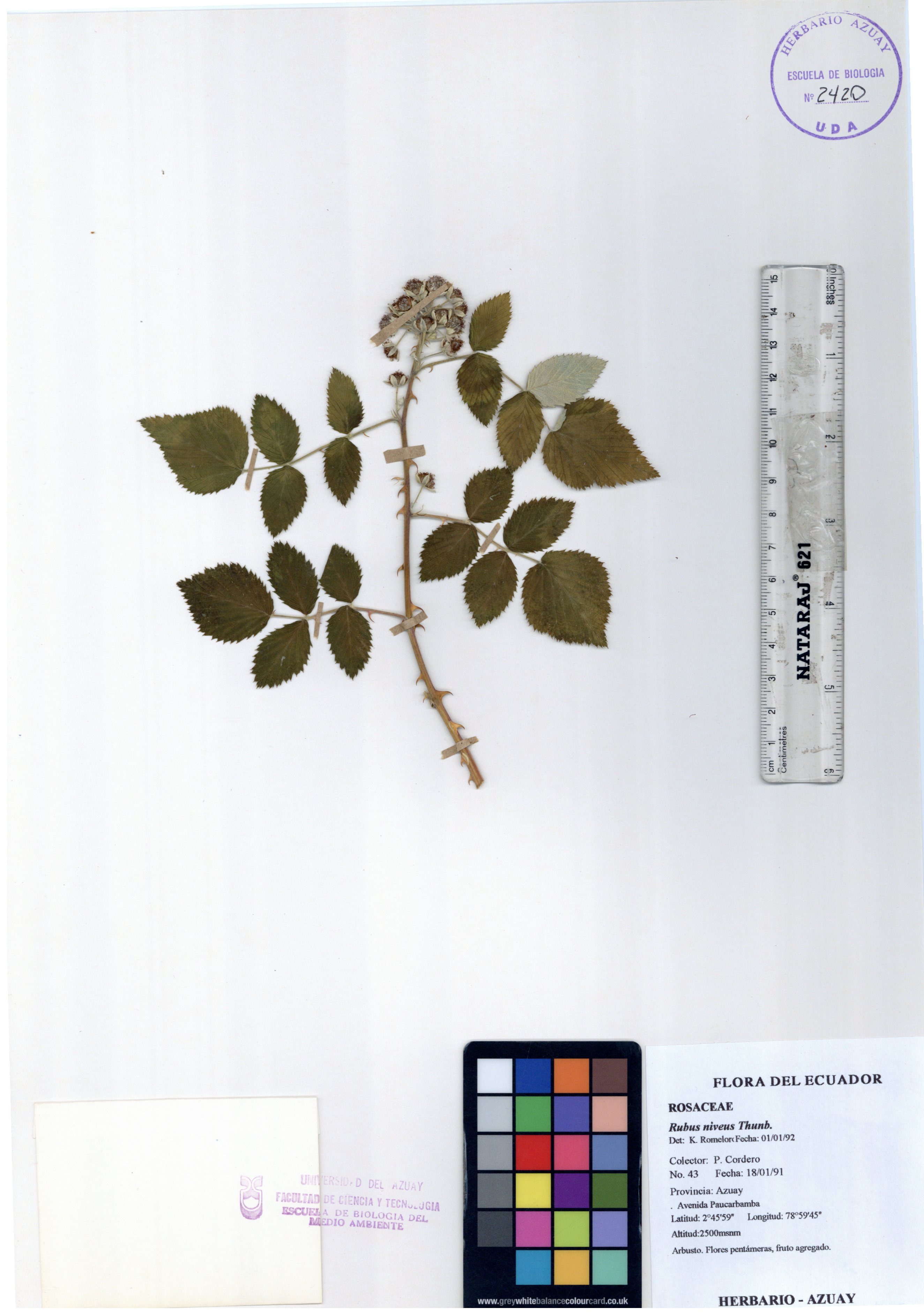 Rubus niveus Thunb.