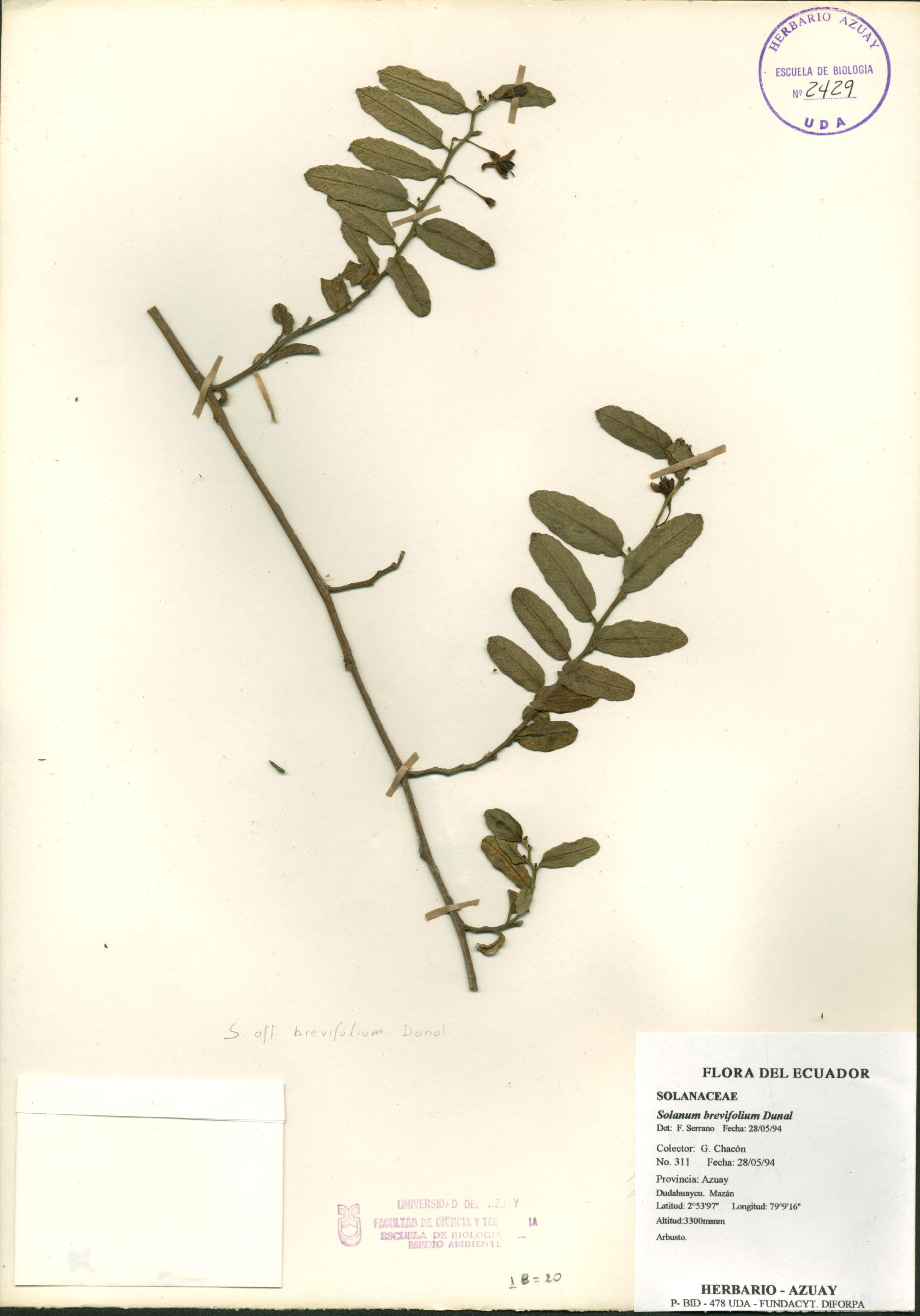 Solanum brevifolium Dunal