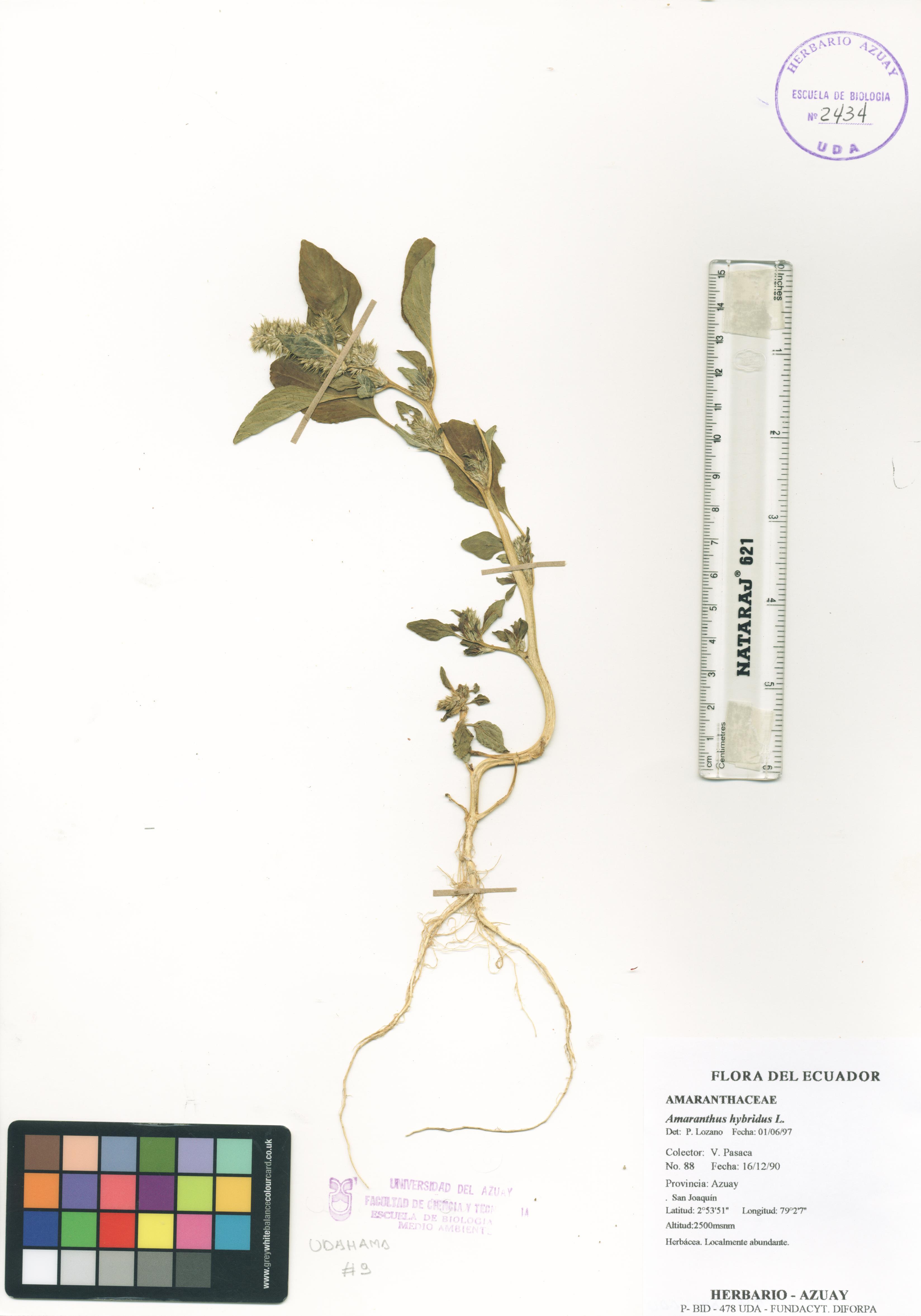 Amaranthus hybridus L.