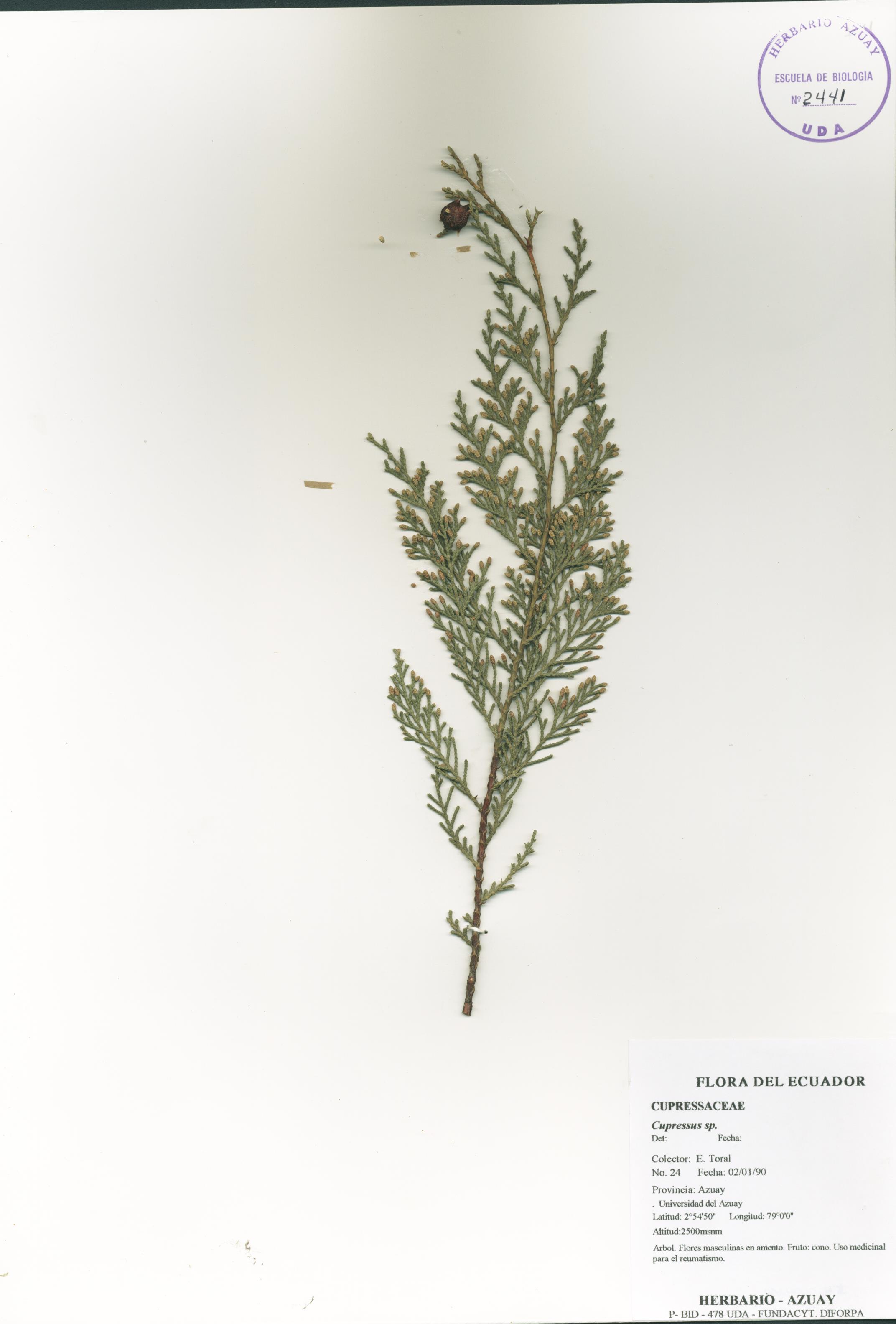 Cupressus sp. SIN DETERMINAR