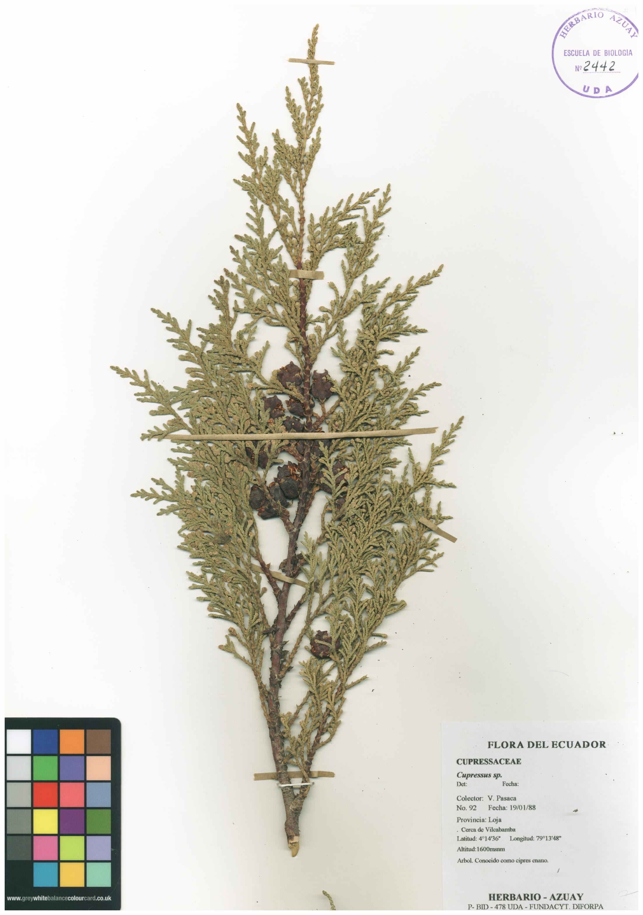Cupressus sp. SIN DETERMINAR