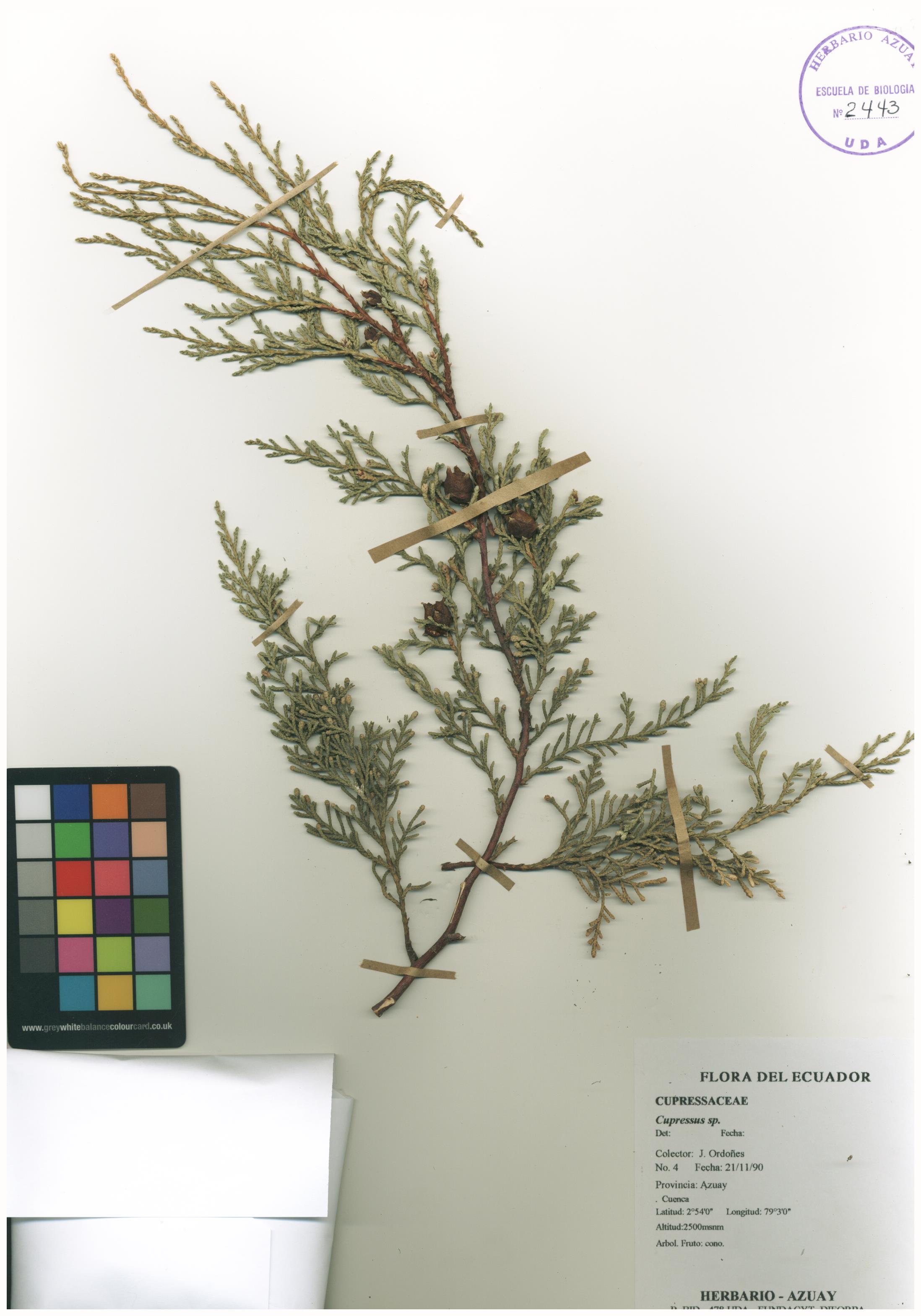 Cupressus sp. SIN DETERMINAR