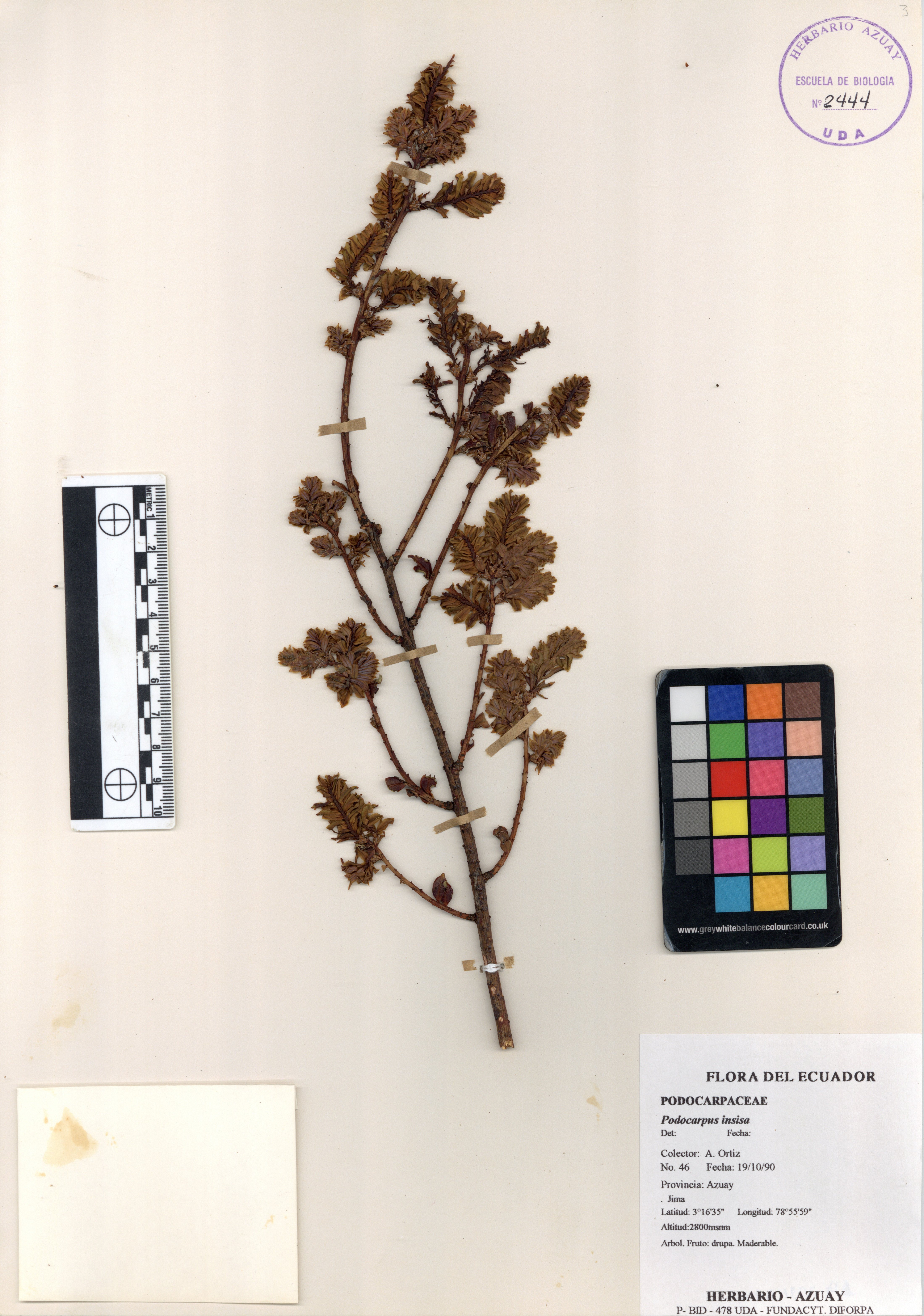 Podocarpus insisa SIN DETERMINAR