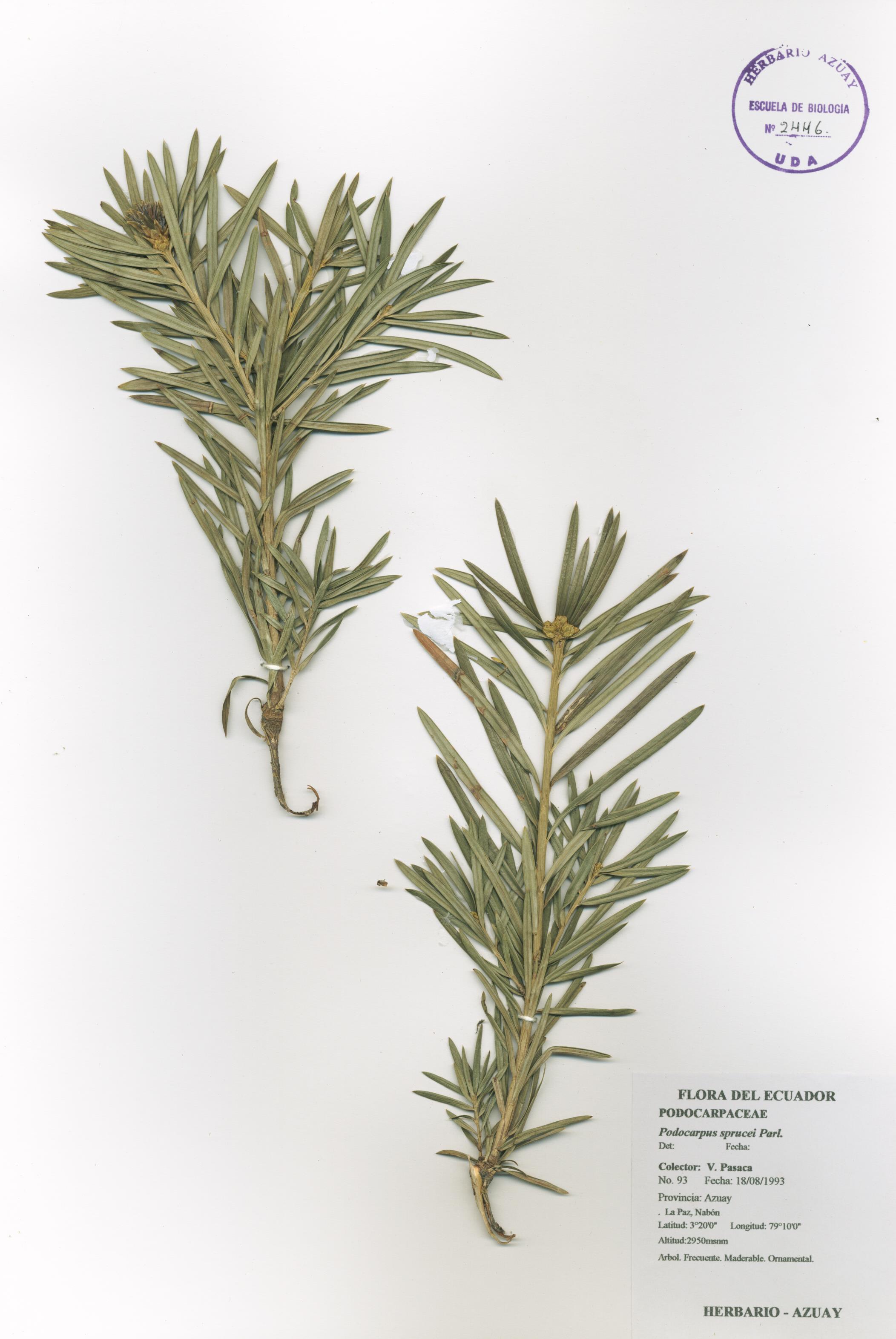 Podocarpus sprucei Parl.