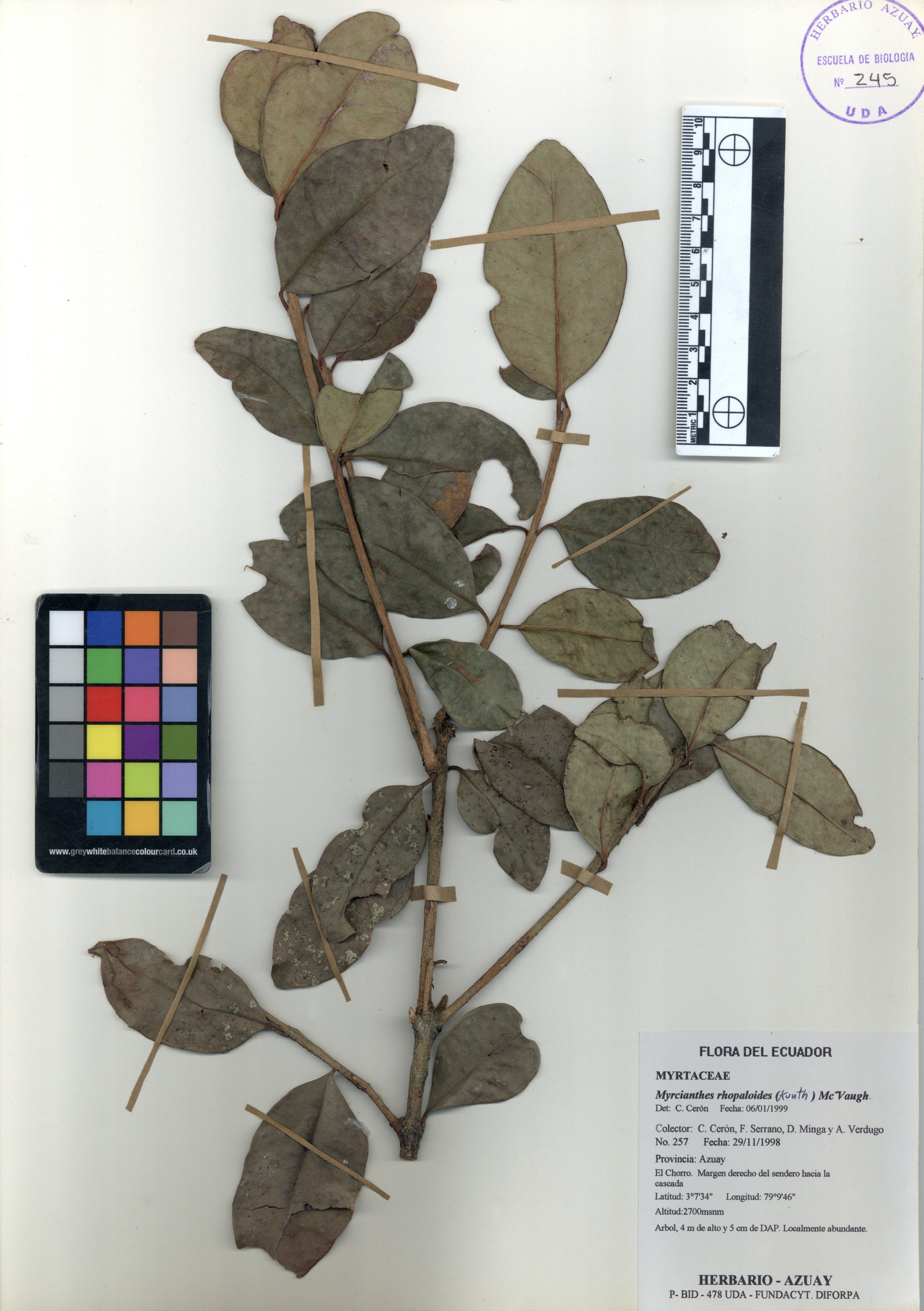 Myrcianthes rhopaloides (Kunth) McVaugh