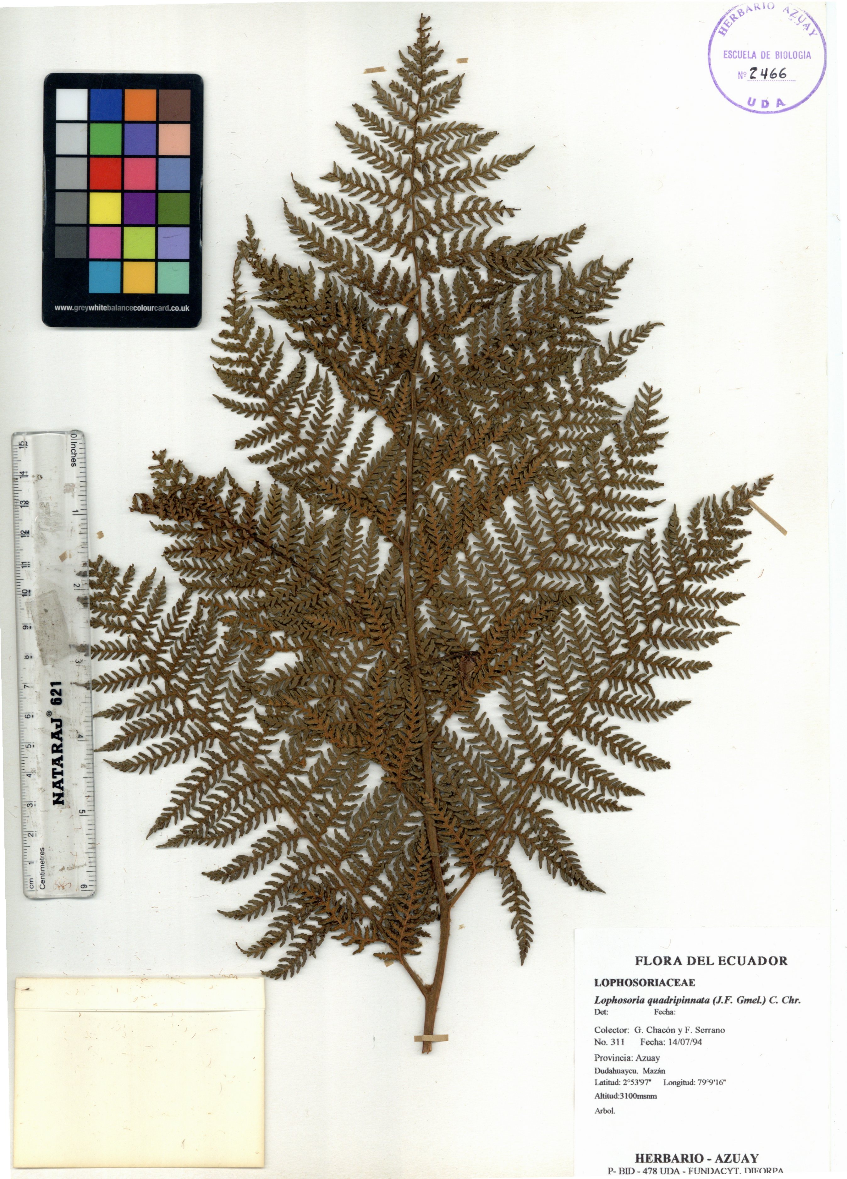 Lophosoria quadripinnata (J.F. Gmel.) C. Chr.