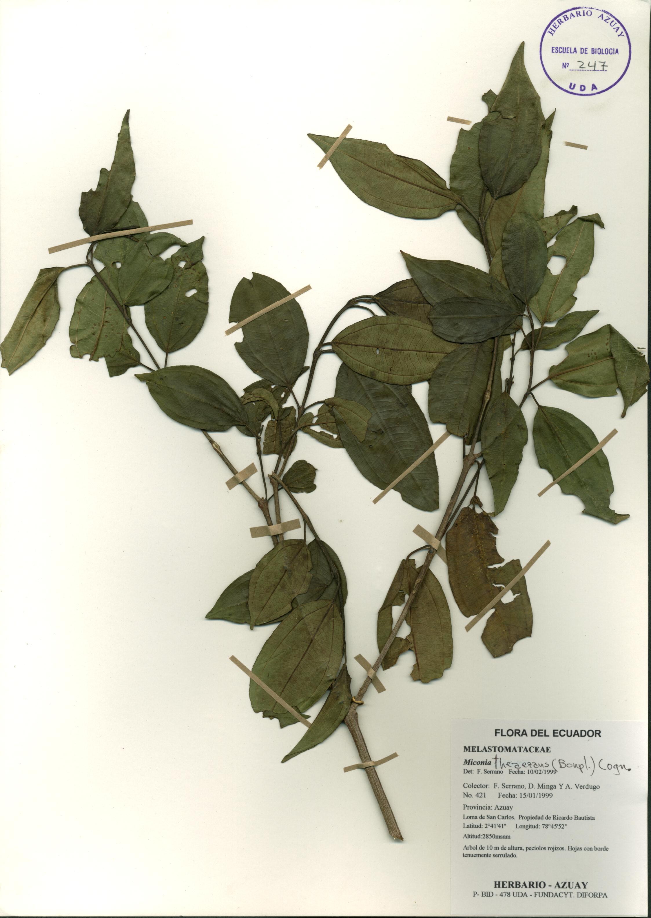 Miconia theaezans (Bonpl.) Cogn.