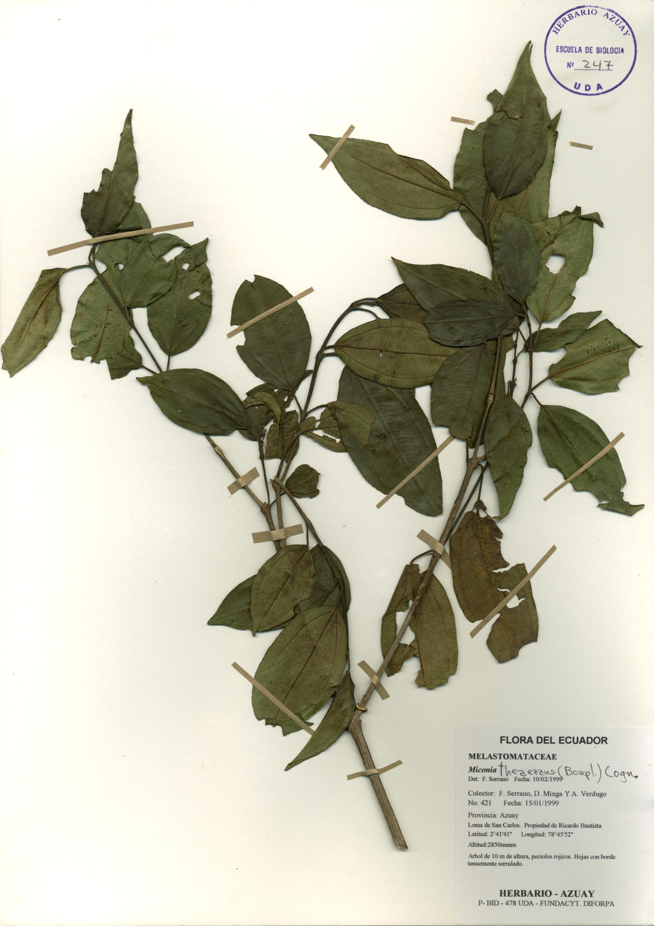 Miconia theaezans (Bonpl.) Cogn.