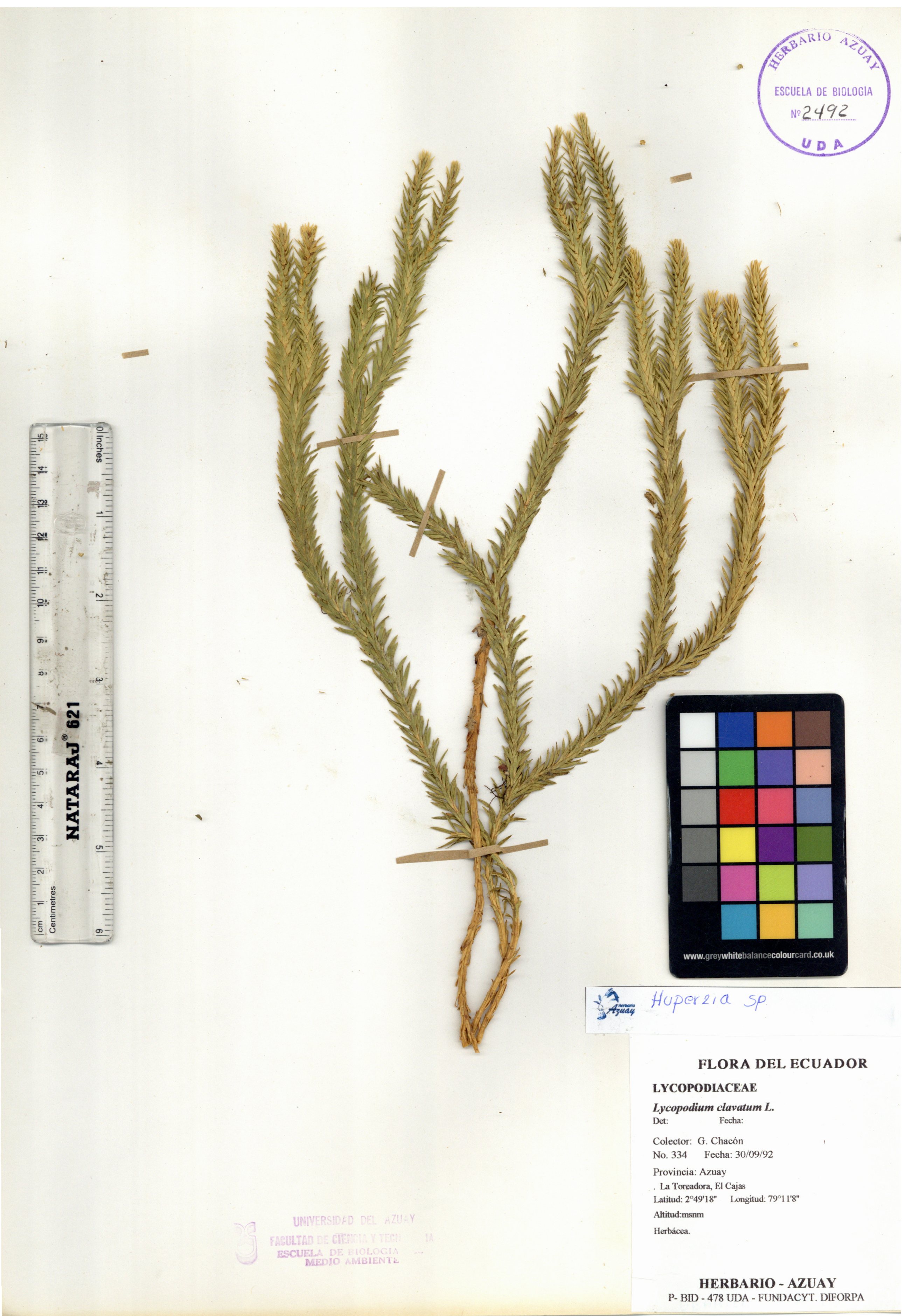 Huperzia sp. SIN DETERMINAR