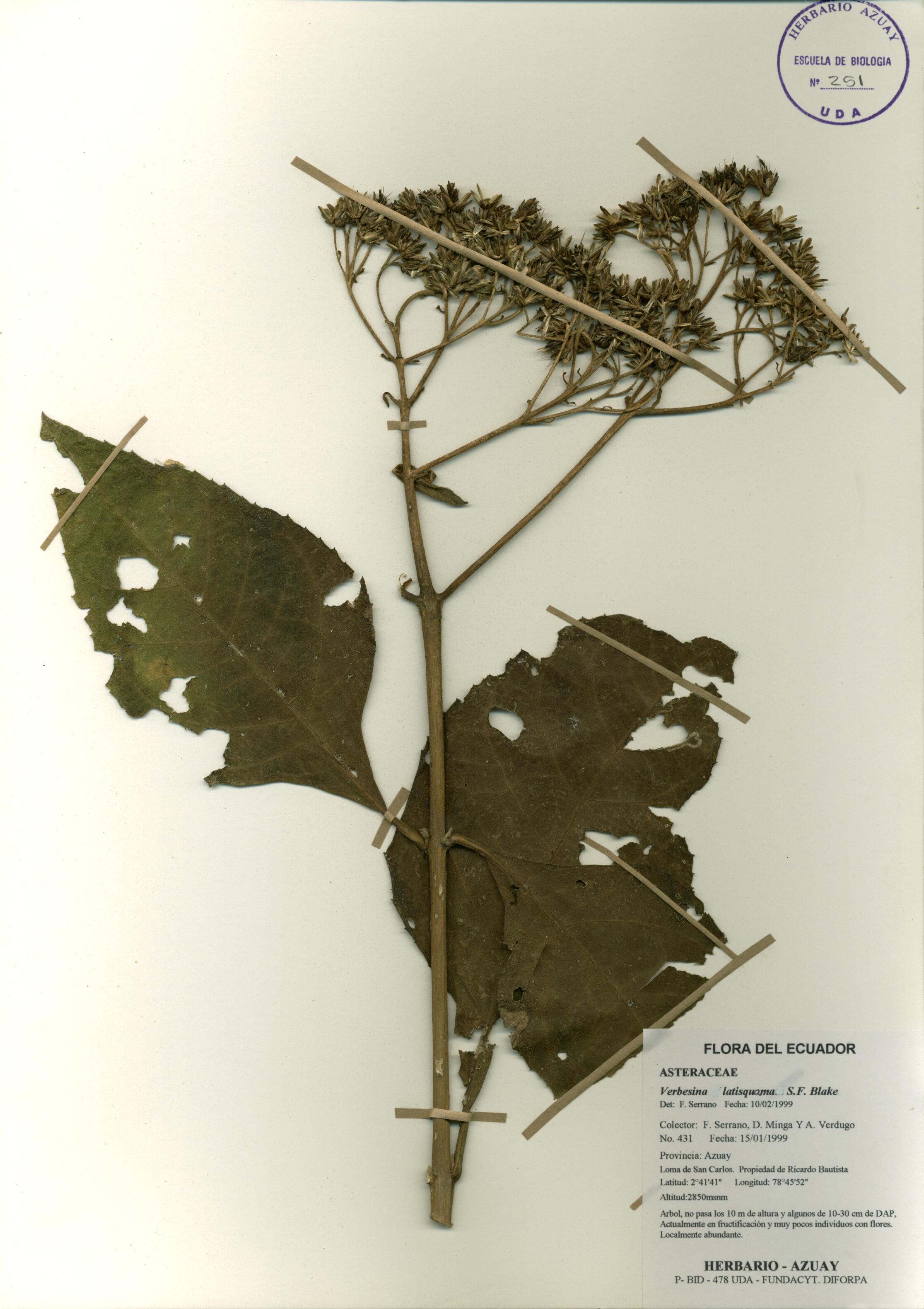 Verbesina latisquama S.F. Blake.