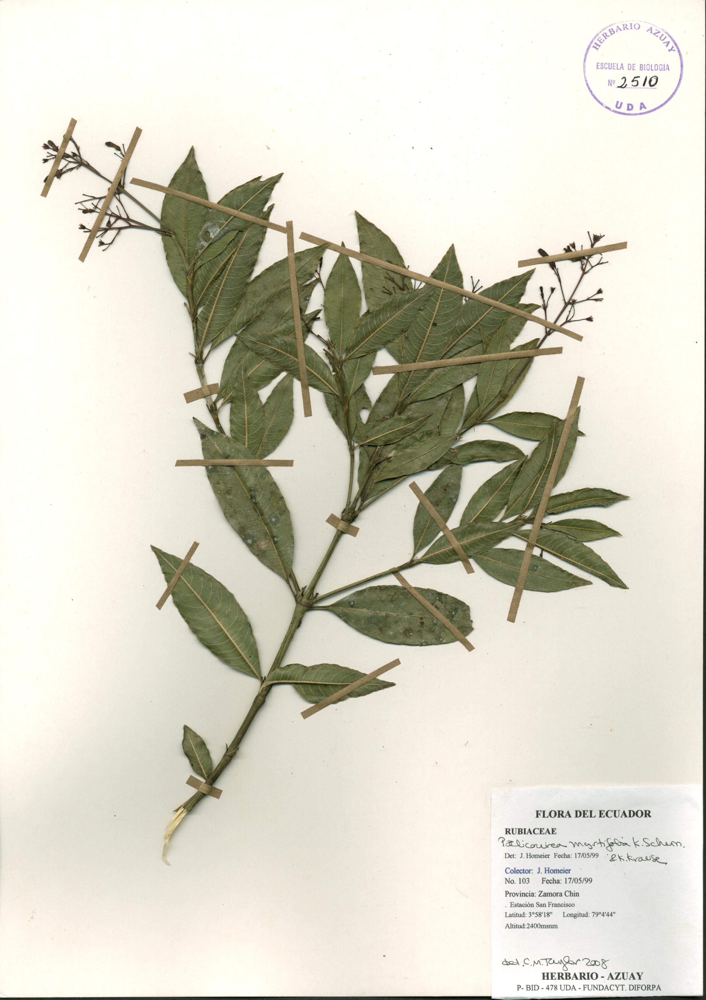 Palicourea myrtifolia K. Schum. & K. Krause