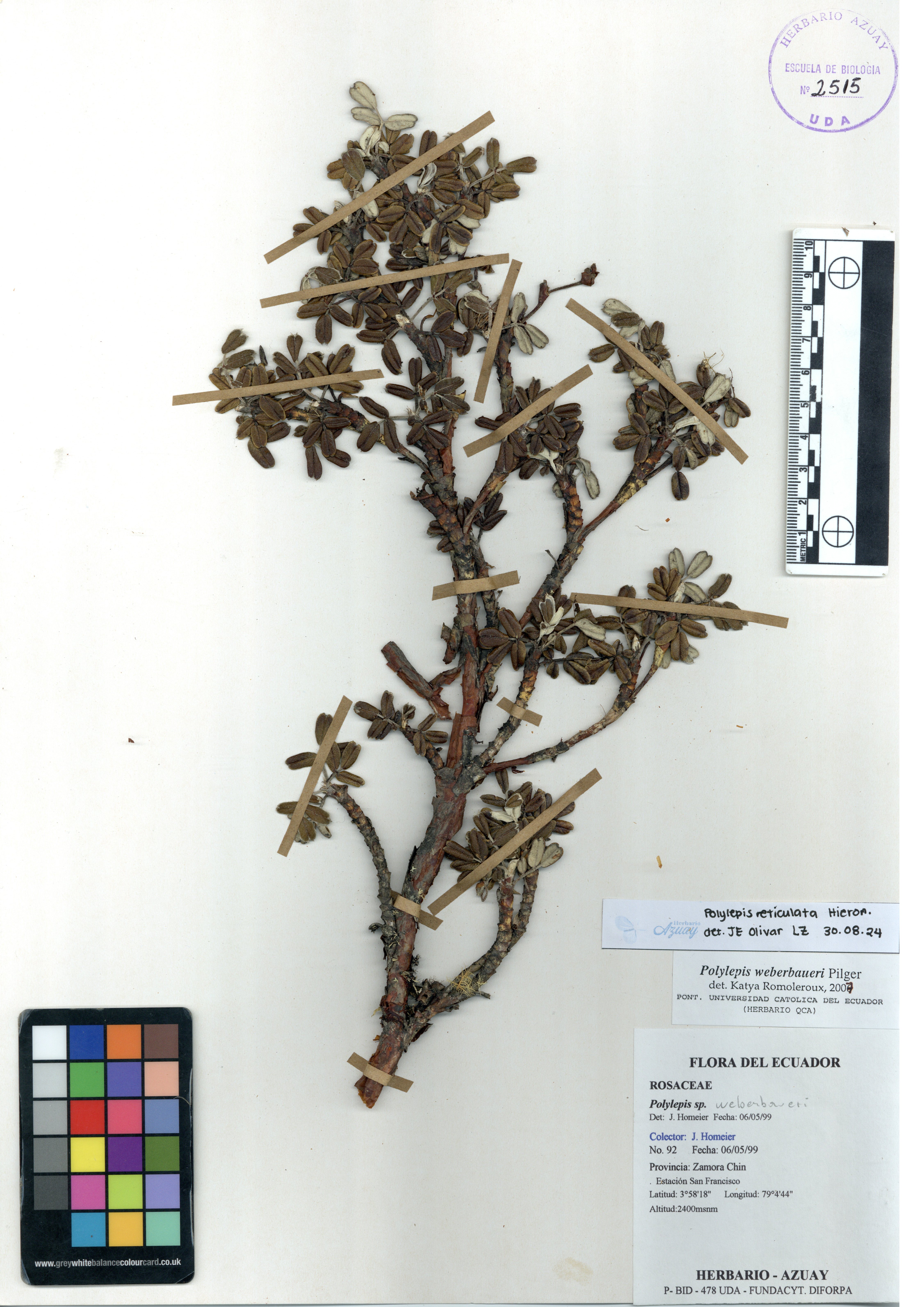 Polylepis simpsoniae T. Boza & M. Kessler