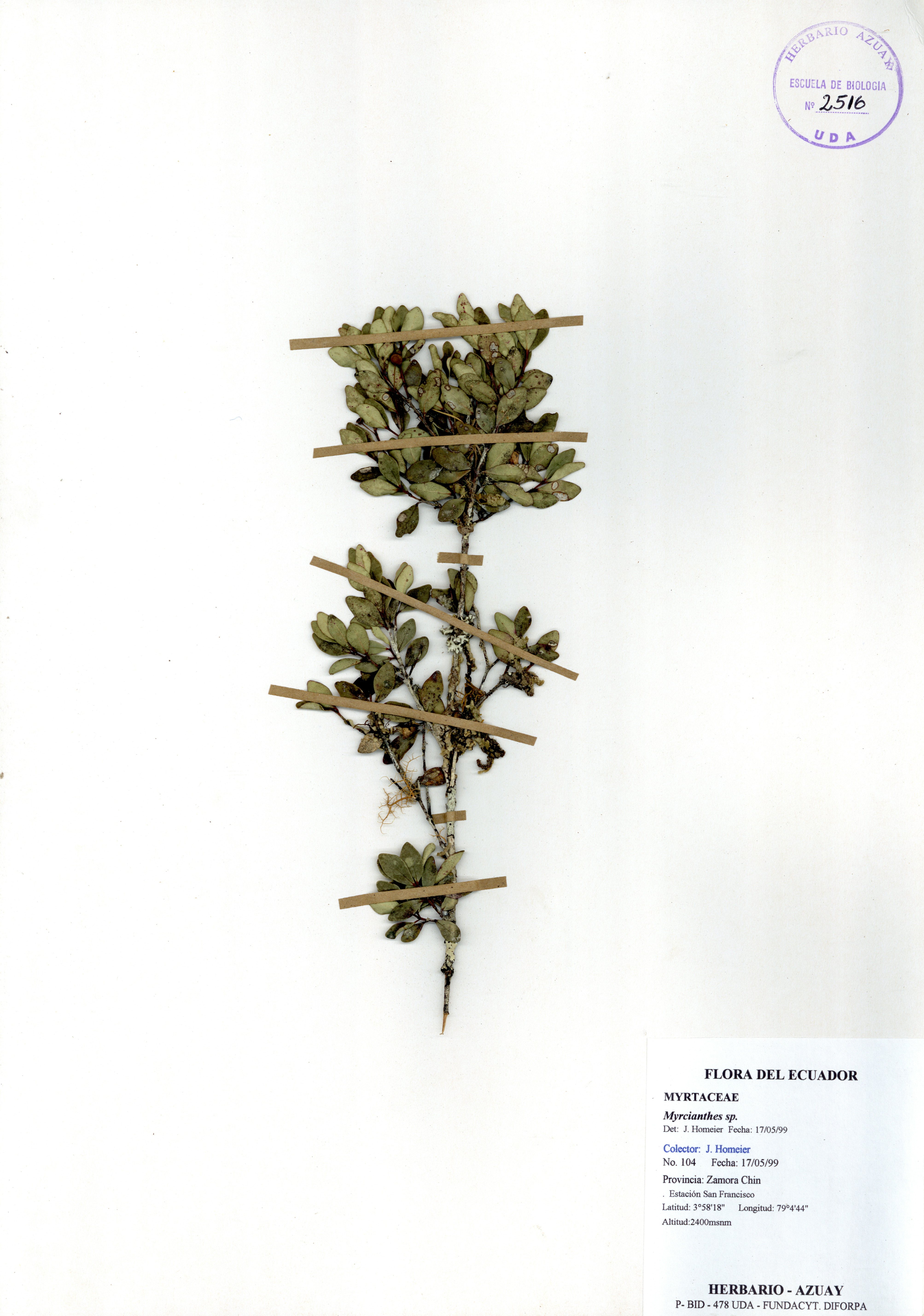 Myrcianthes sp. SIN DETERMINAR
