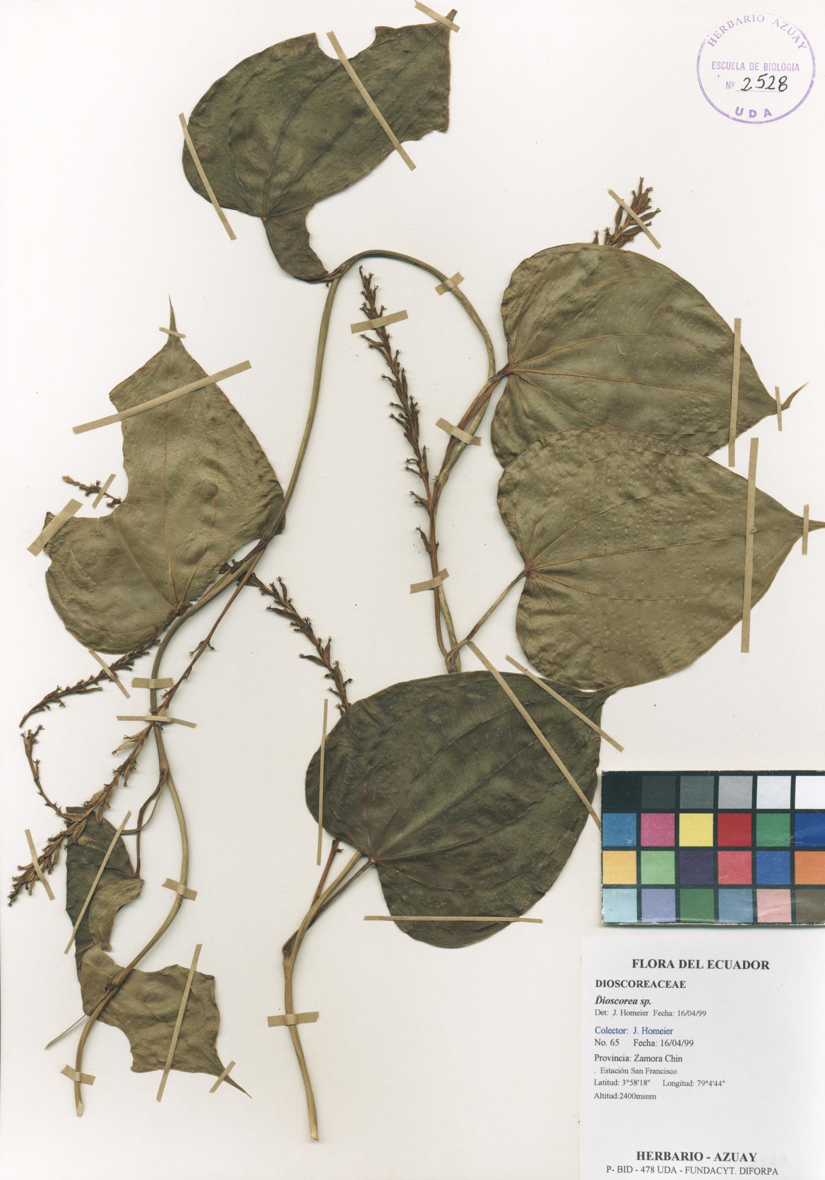Dioscorea sp. SIN DETERMINAR