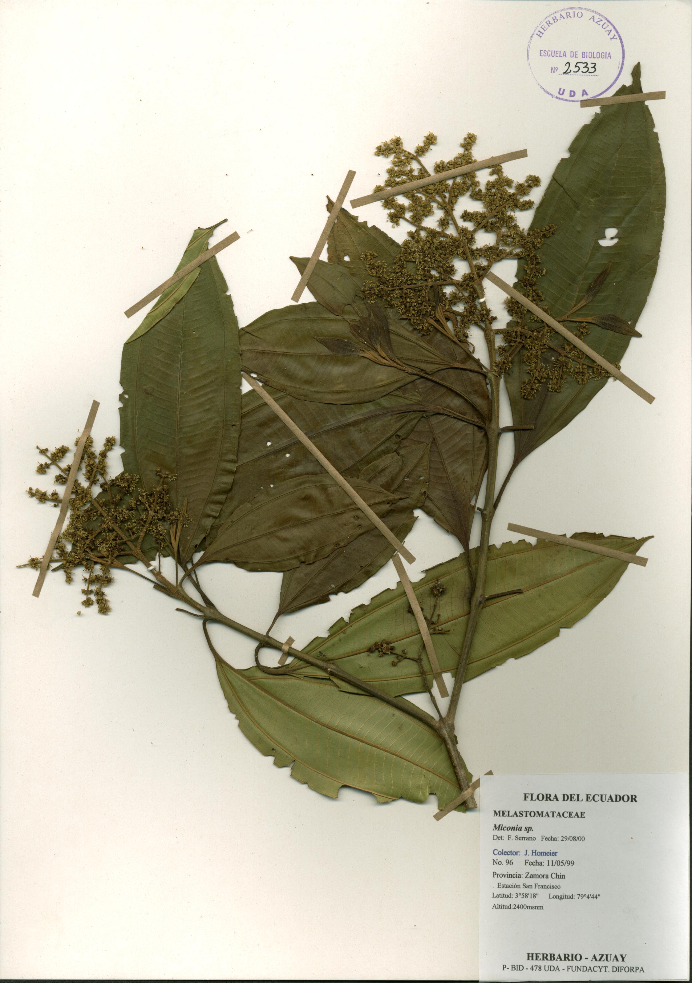 Miconia sp. SIN DETERMINAR