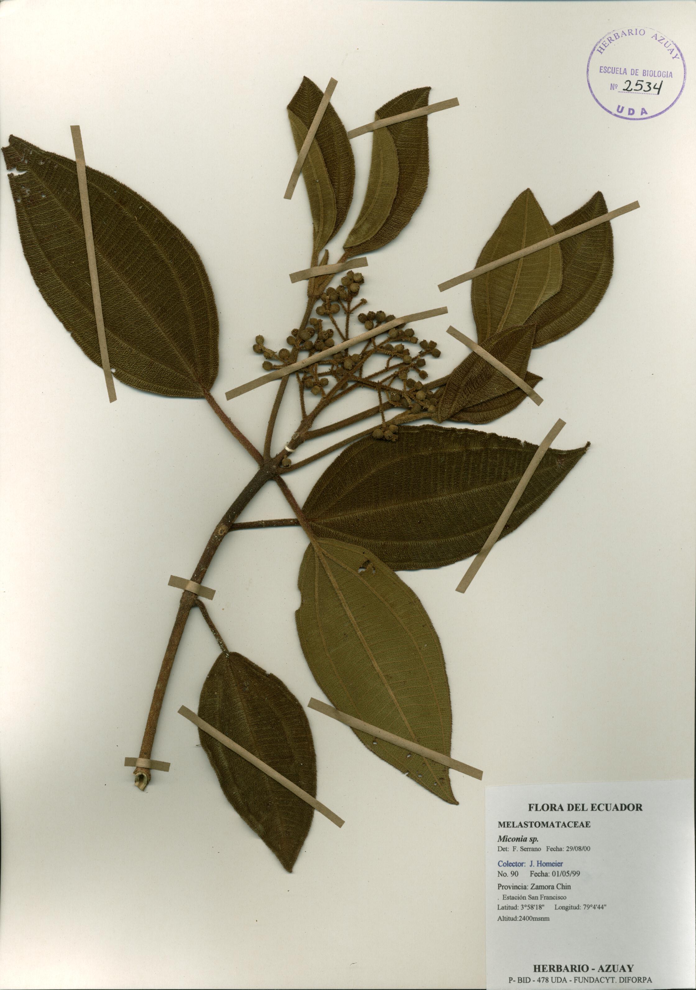 Miconia sp. SIN DETERMINAR