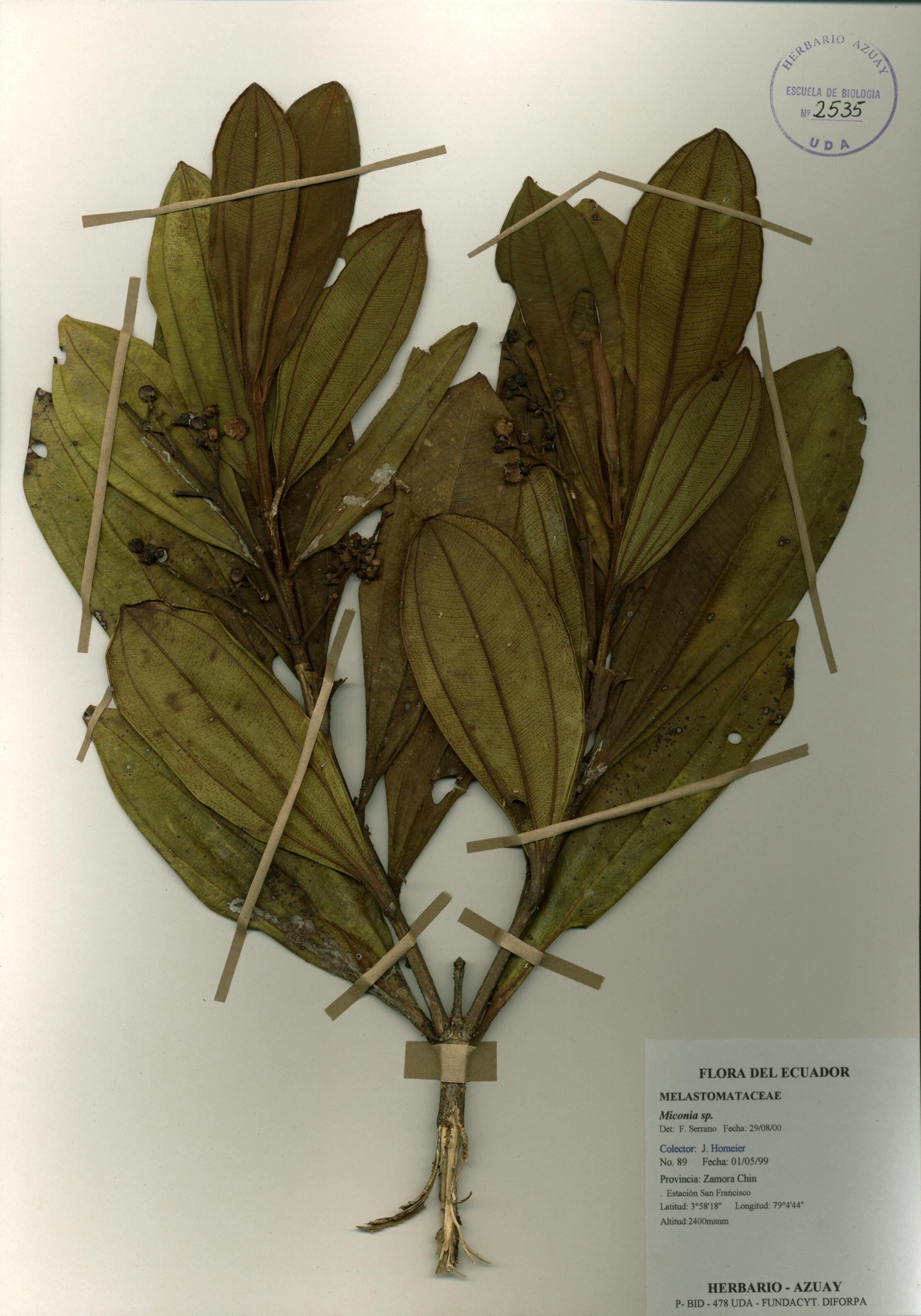 Miconia sp. SIN DETERMINAR