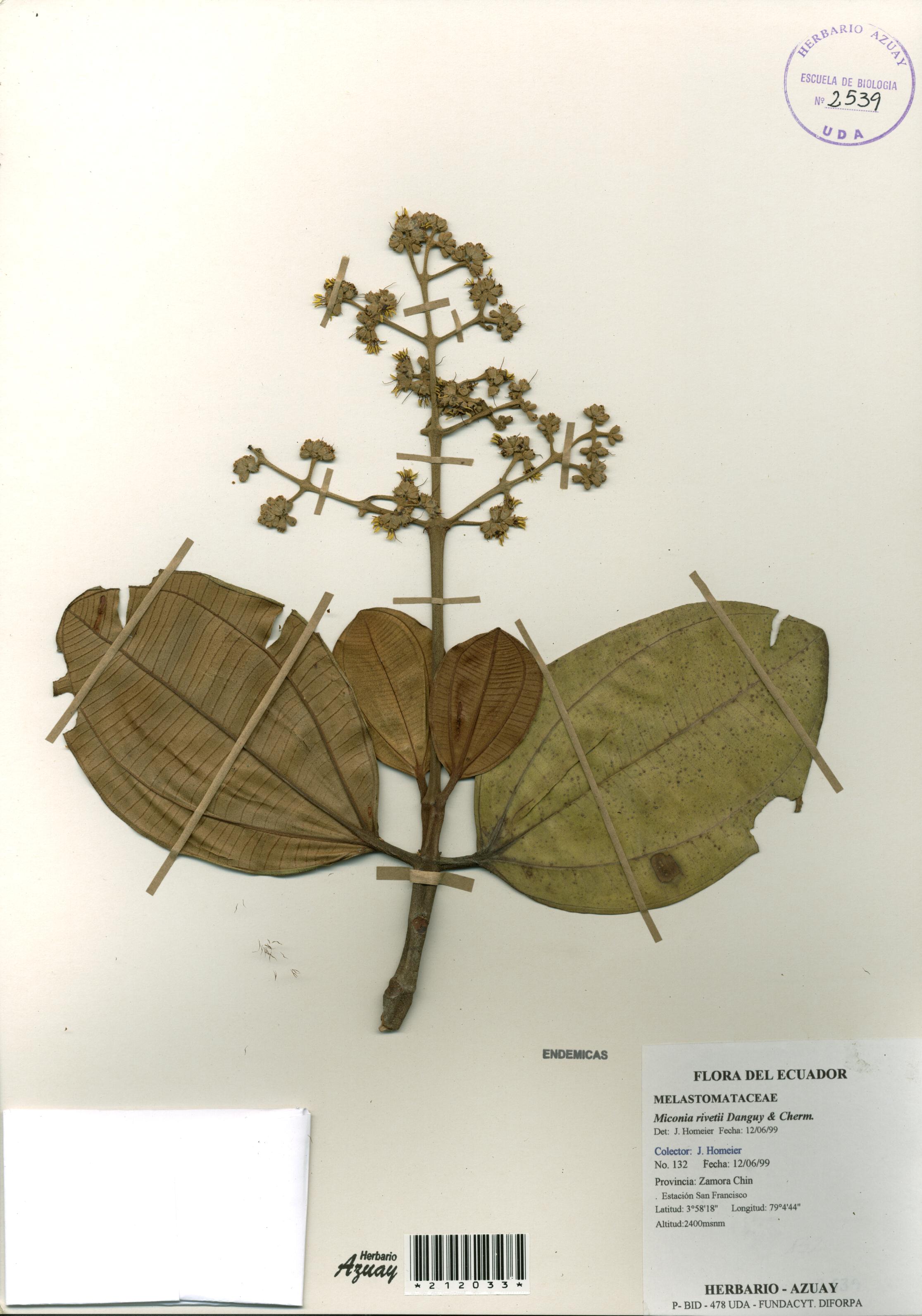 Miconia rivetii Danguy & Cherm.