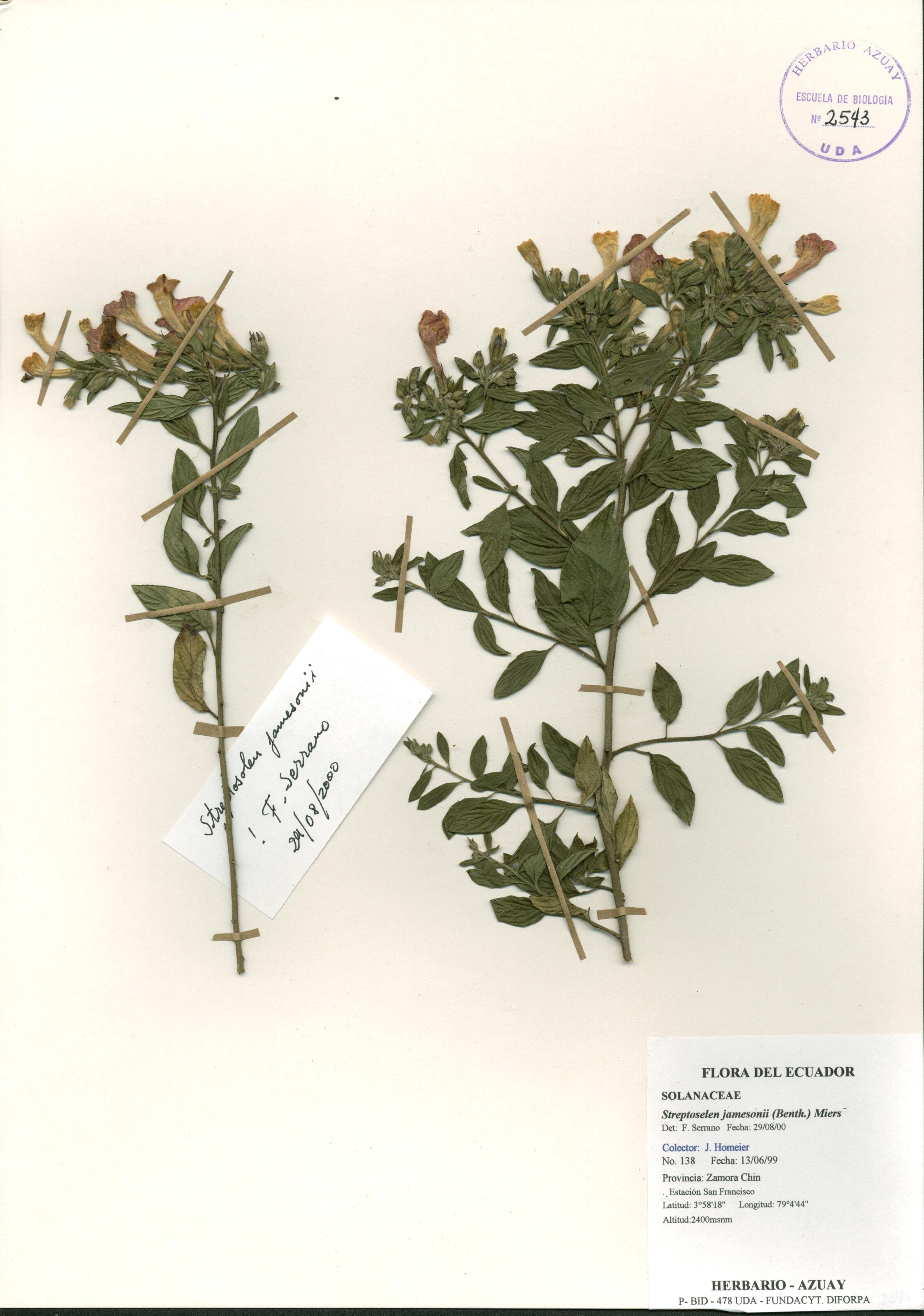 Streptosolen jamesonii (Benth.) Miers
