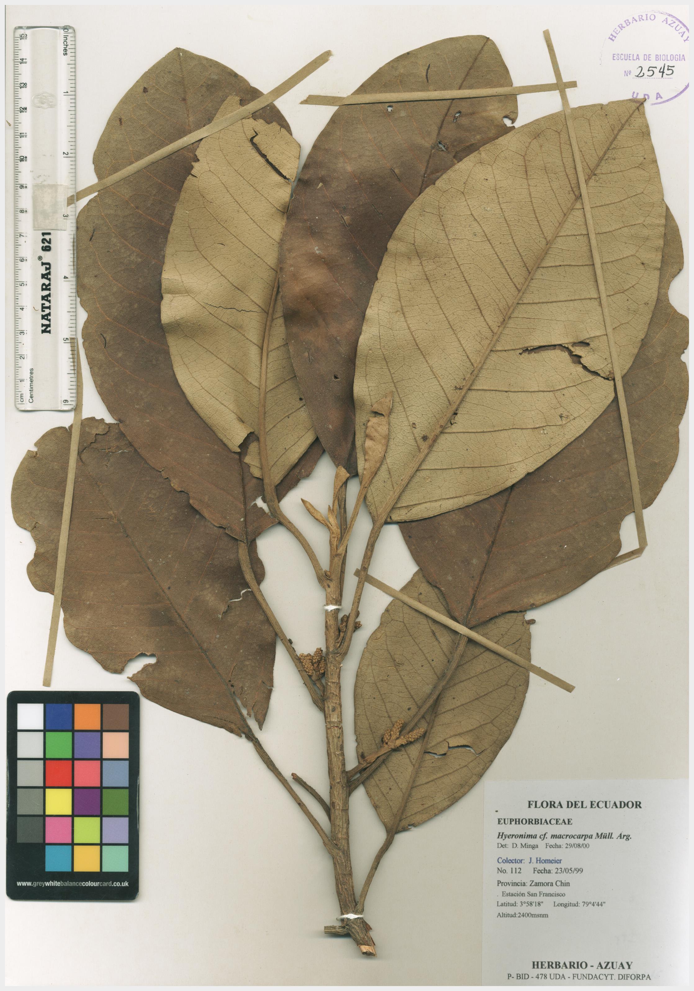 Hieronyma macrocarpa Müll. Arg.