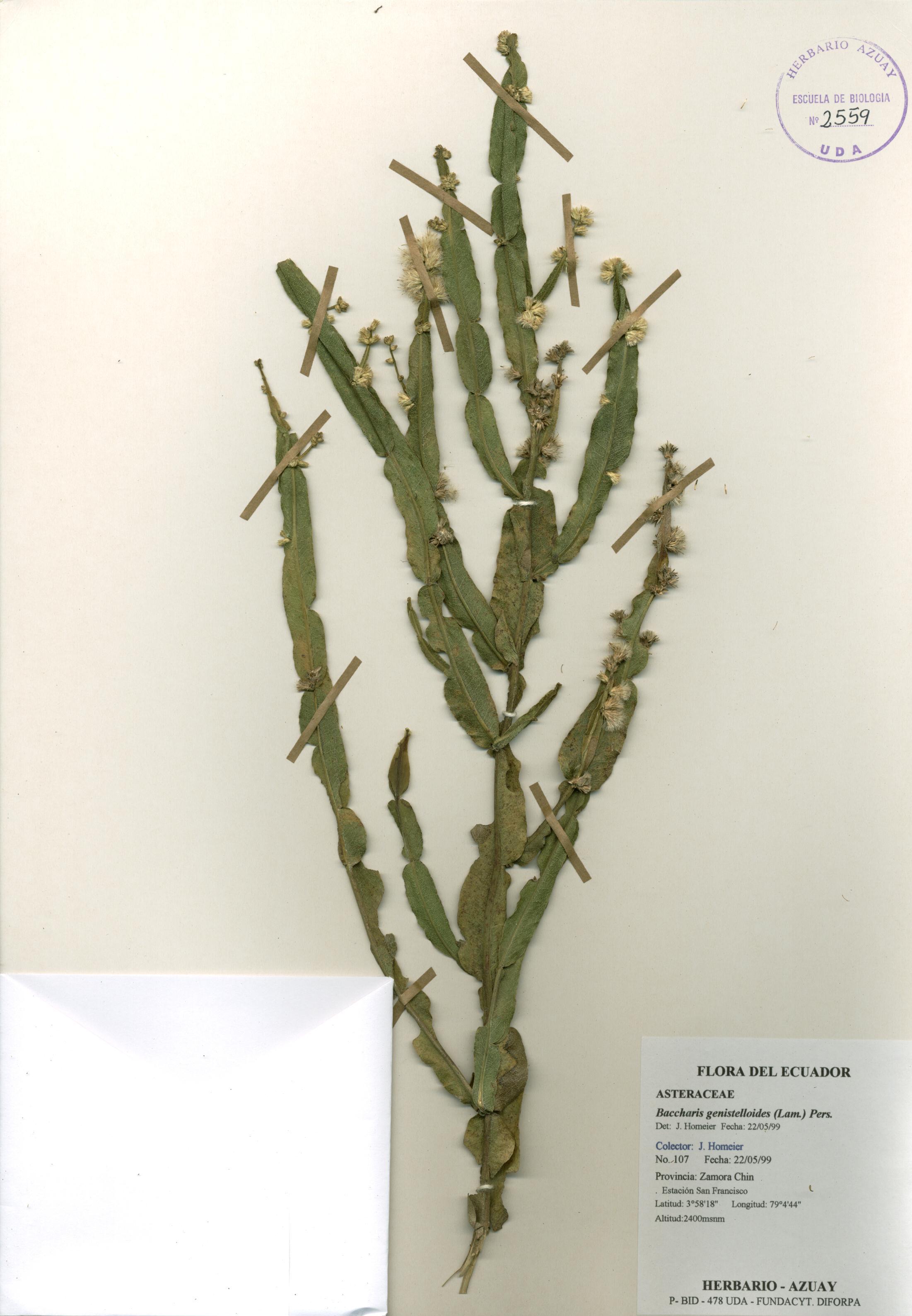 Baccharis reticulata (Ruiz & Pav.) Pers.