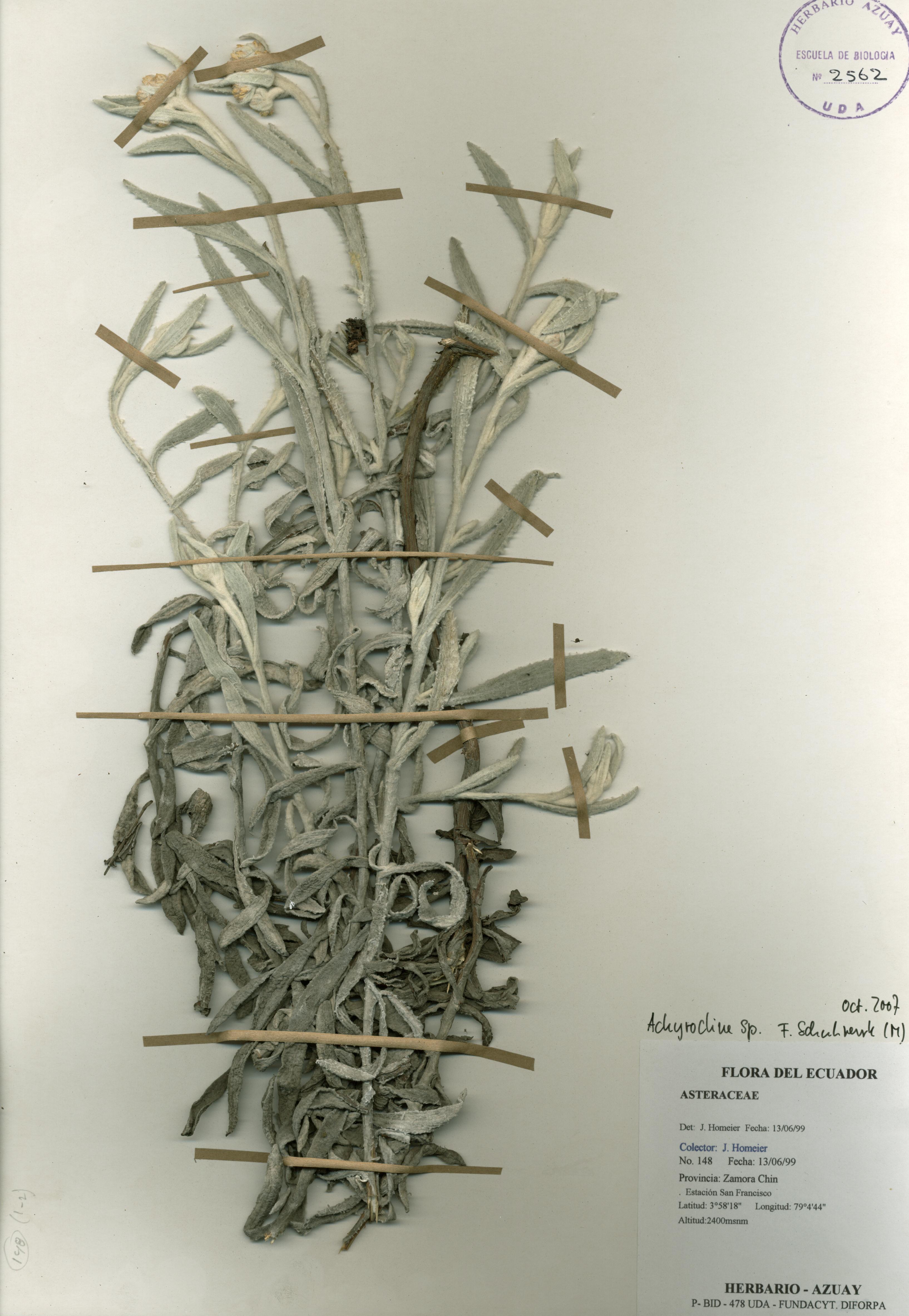 Achyrocline sp. SIN DETERMINAR