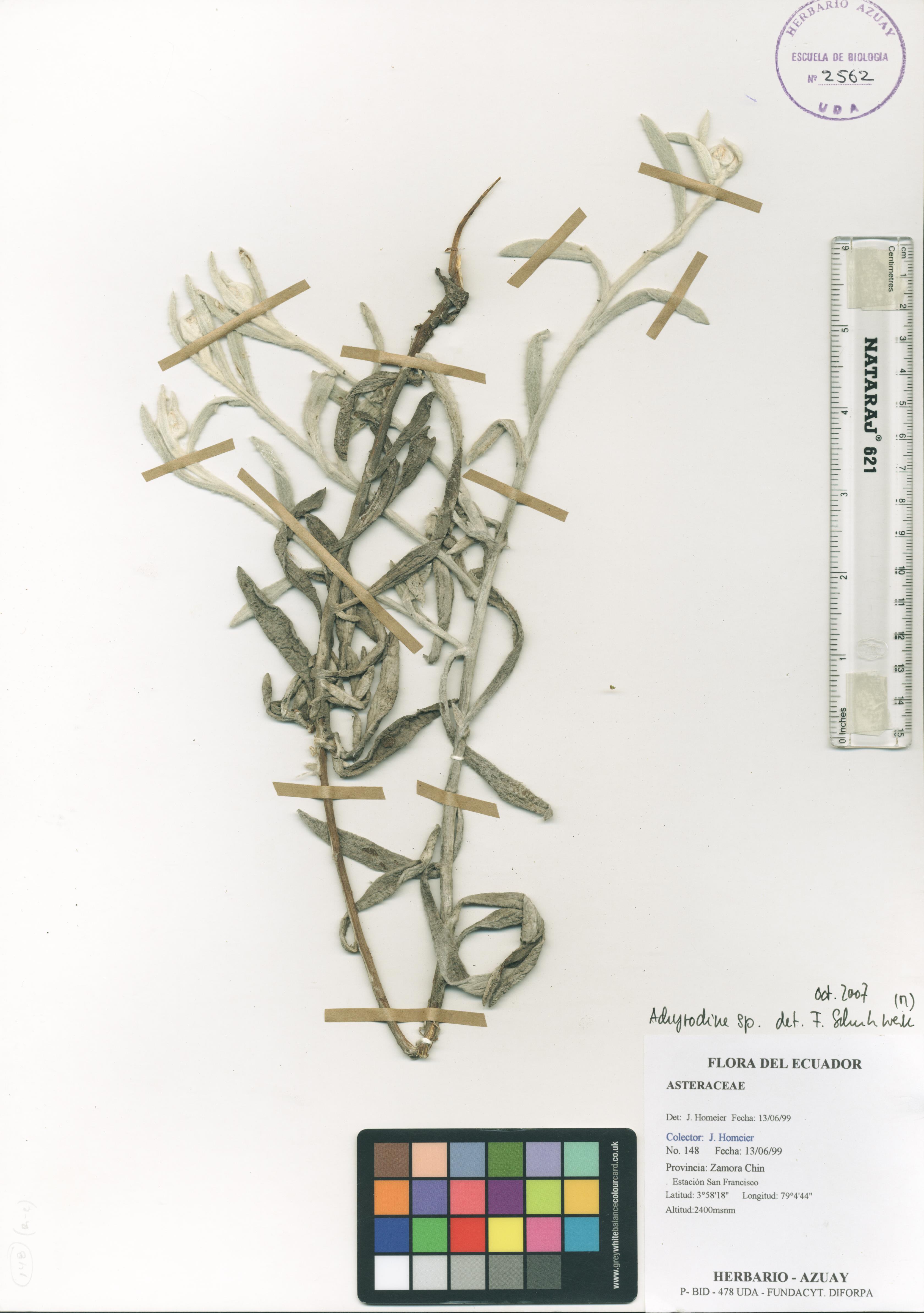 Achyrocline sp. SIN DETERMINAR