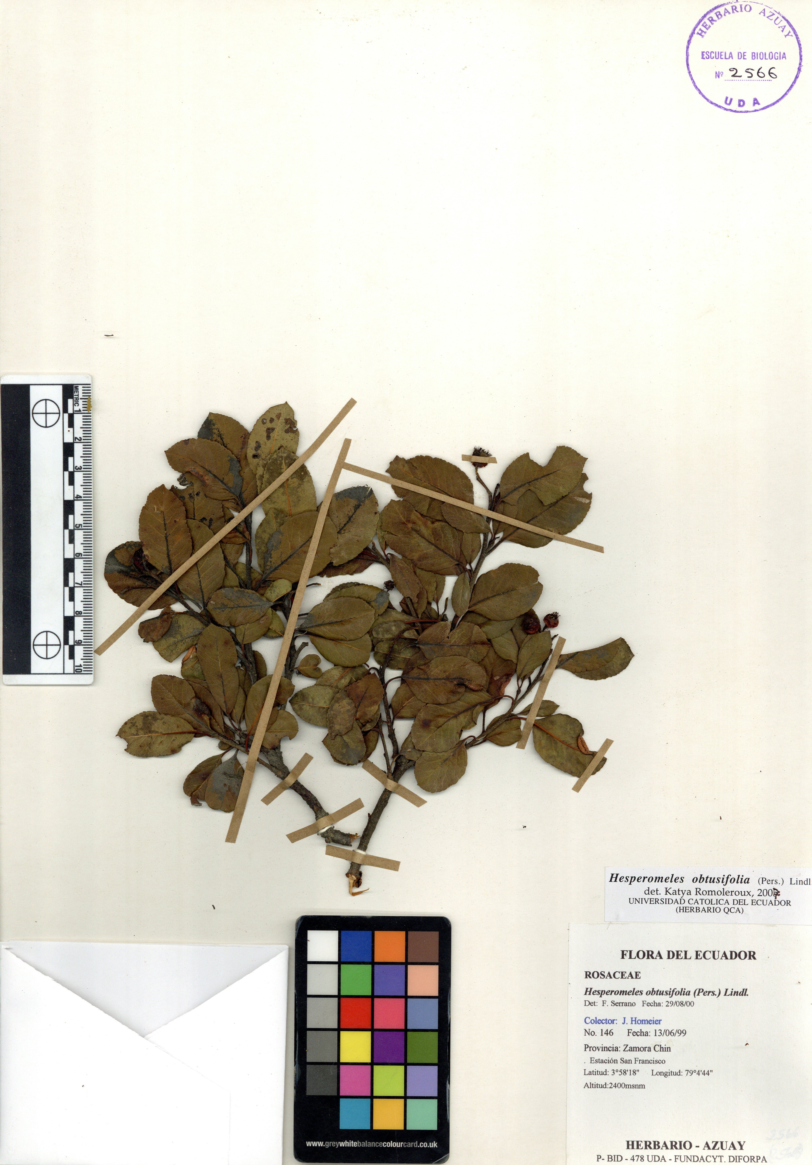 Hesperomeles obtusifolia (Pers.) Lindl.
