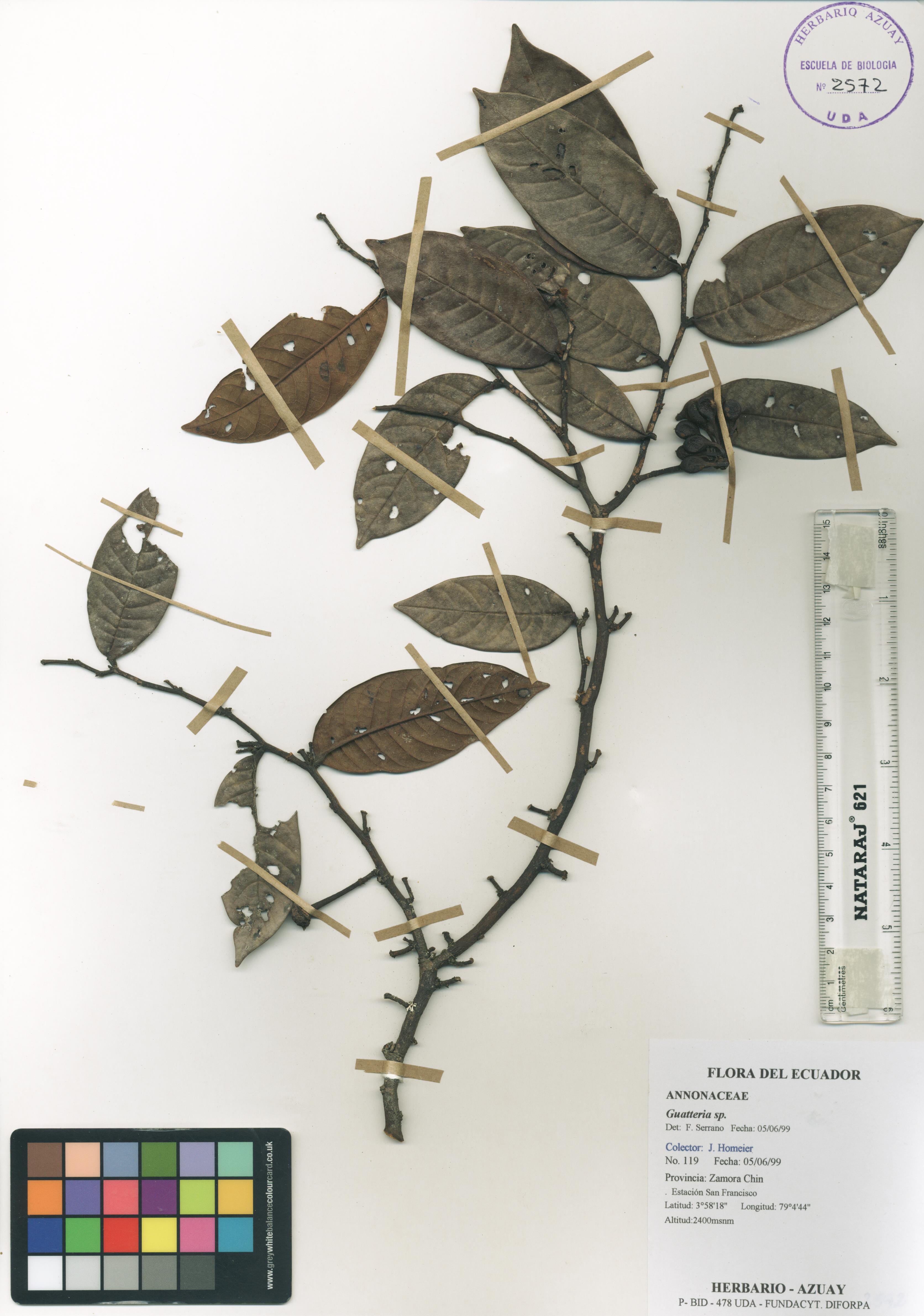 Guatteria sp. SIN DETERMINAR