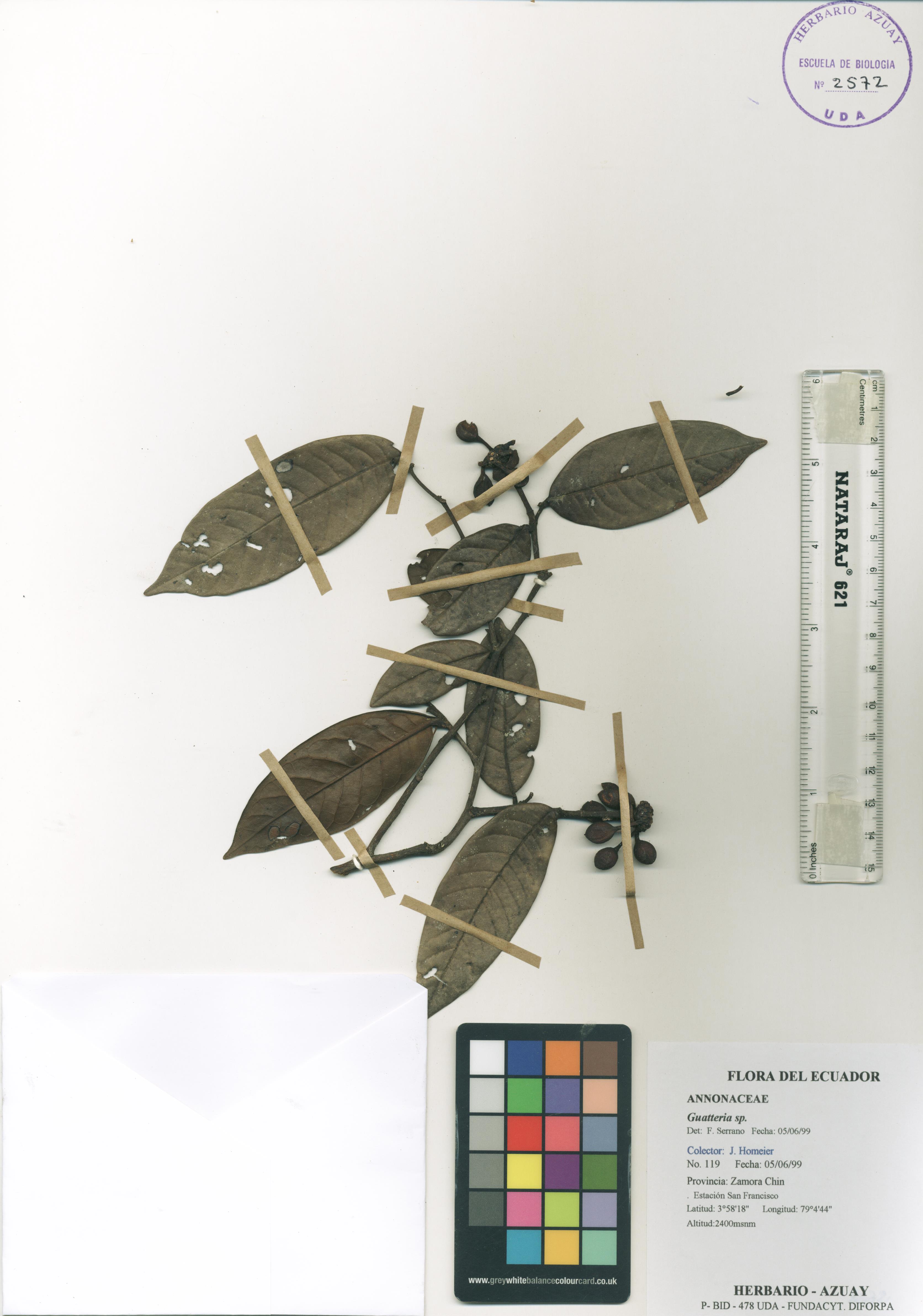 Guatteria sp. SIN DETERMINAR