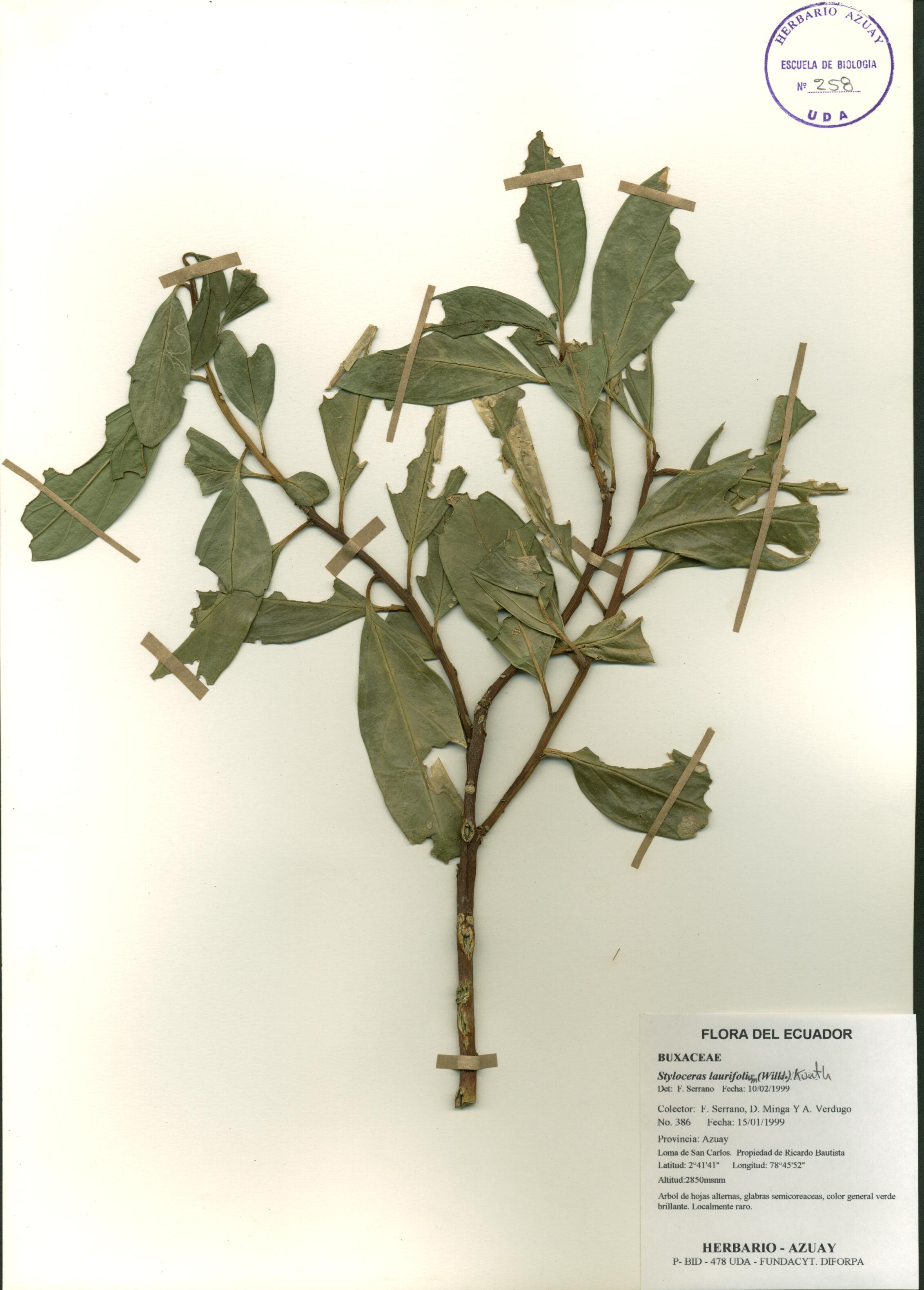 Styloceras laurifolium (Willd.) Kunth