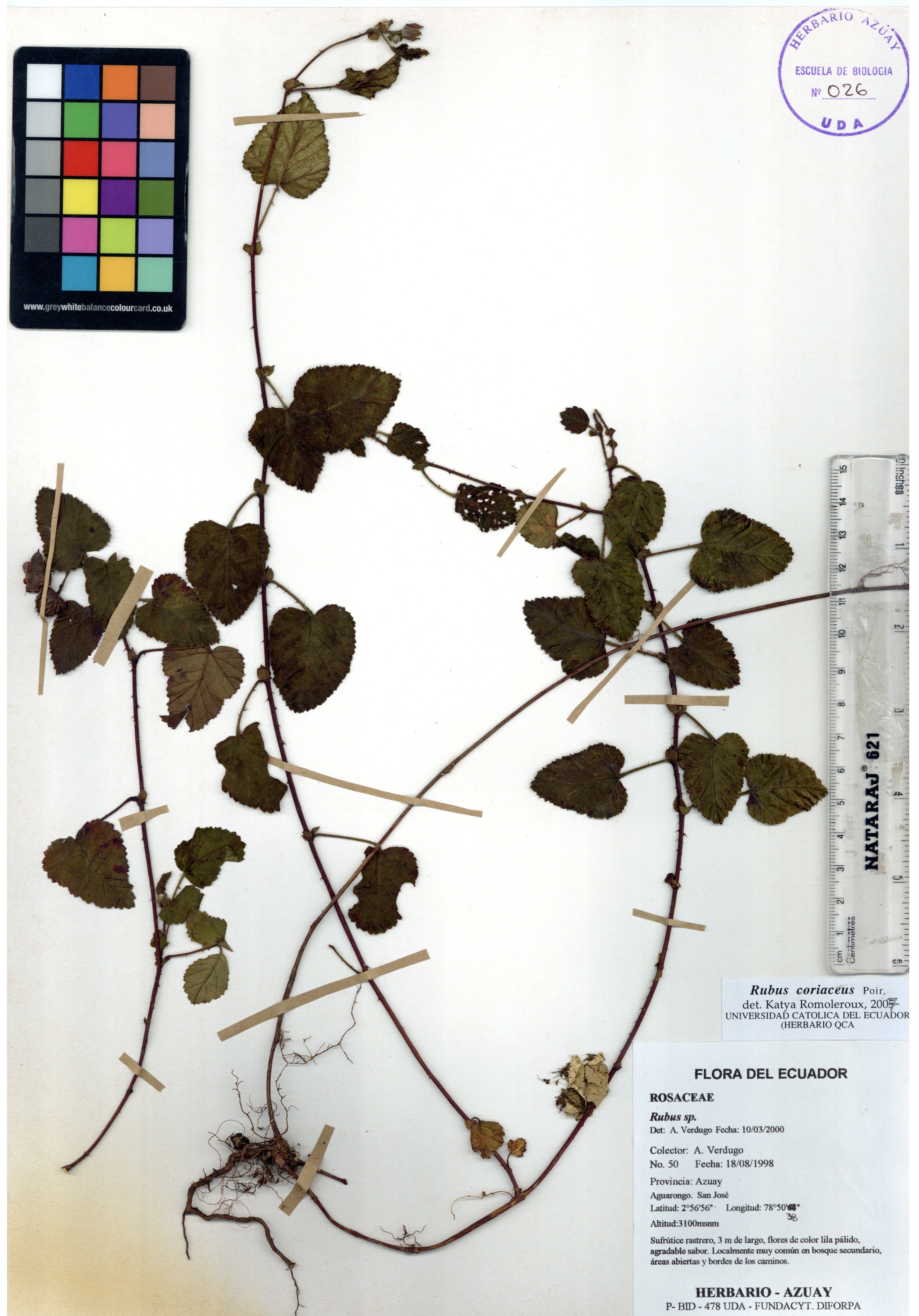 Rubus coriaceus Poir. in Lam.