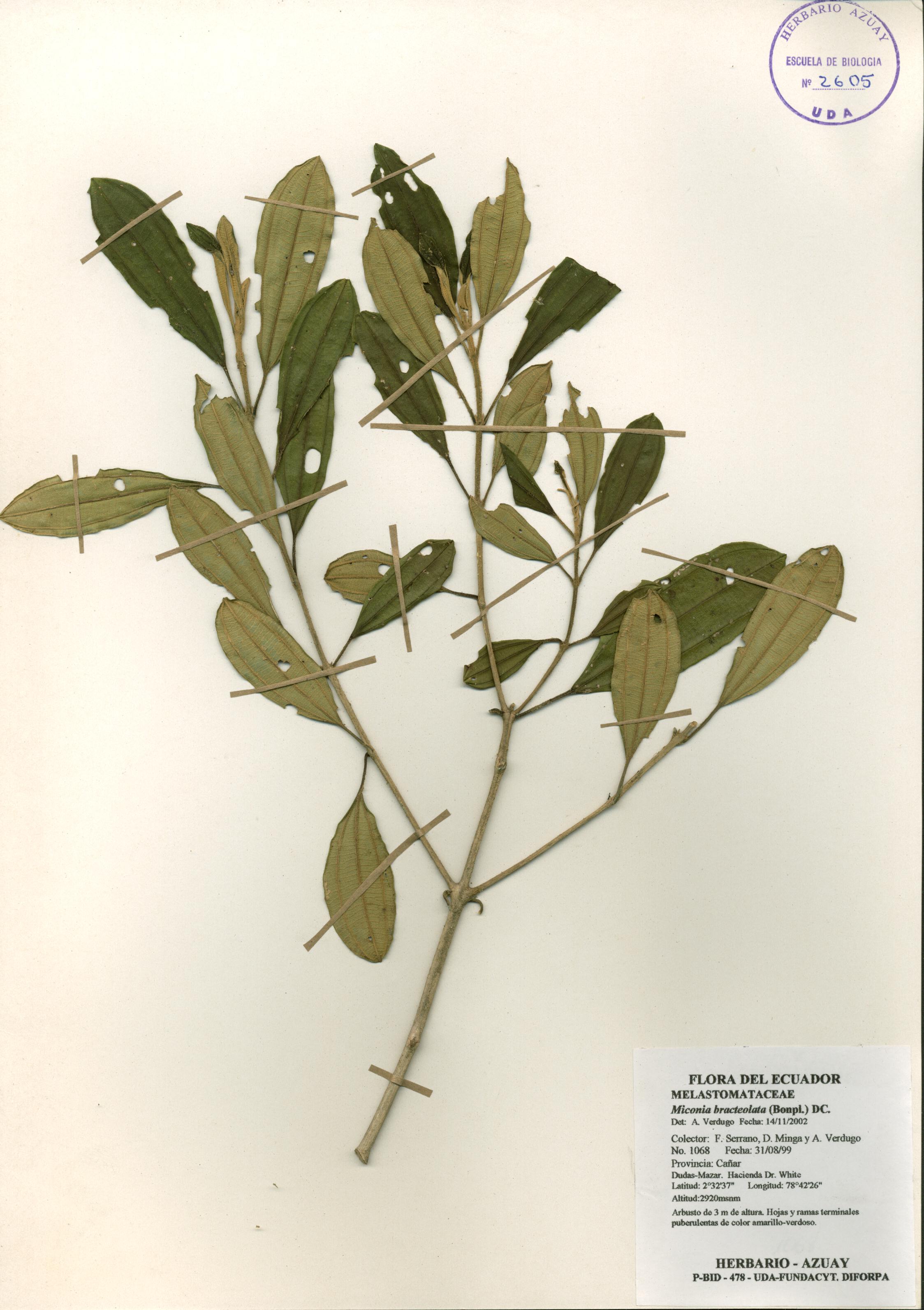 Miconia bracteolata (Bonpl.) DC.