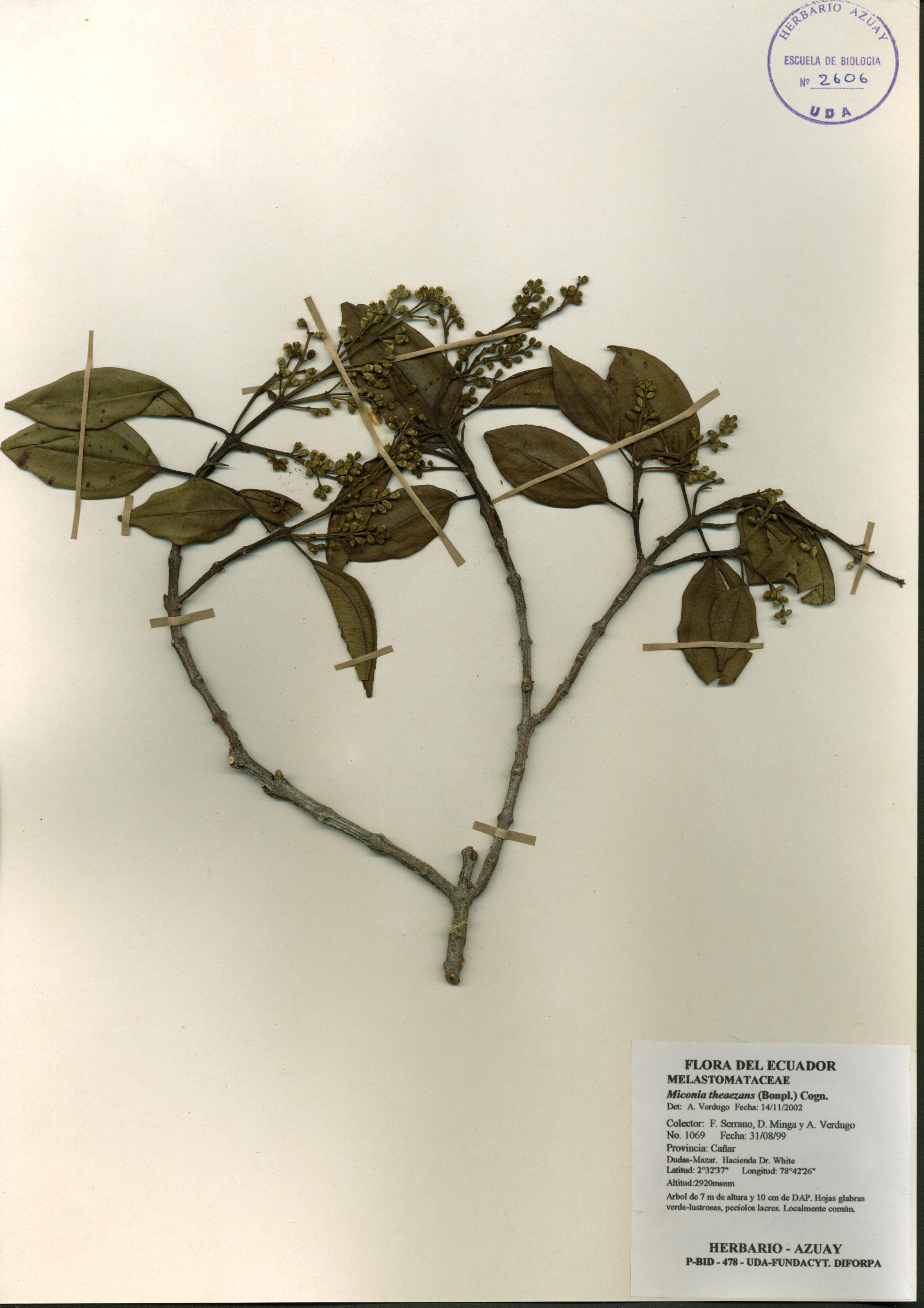 Miconia theaezans (Bonpl.) Cogn.