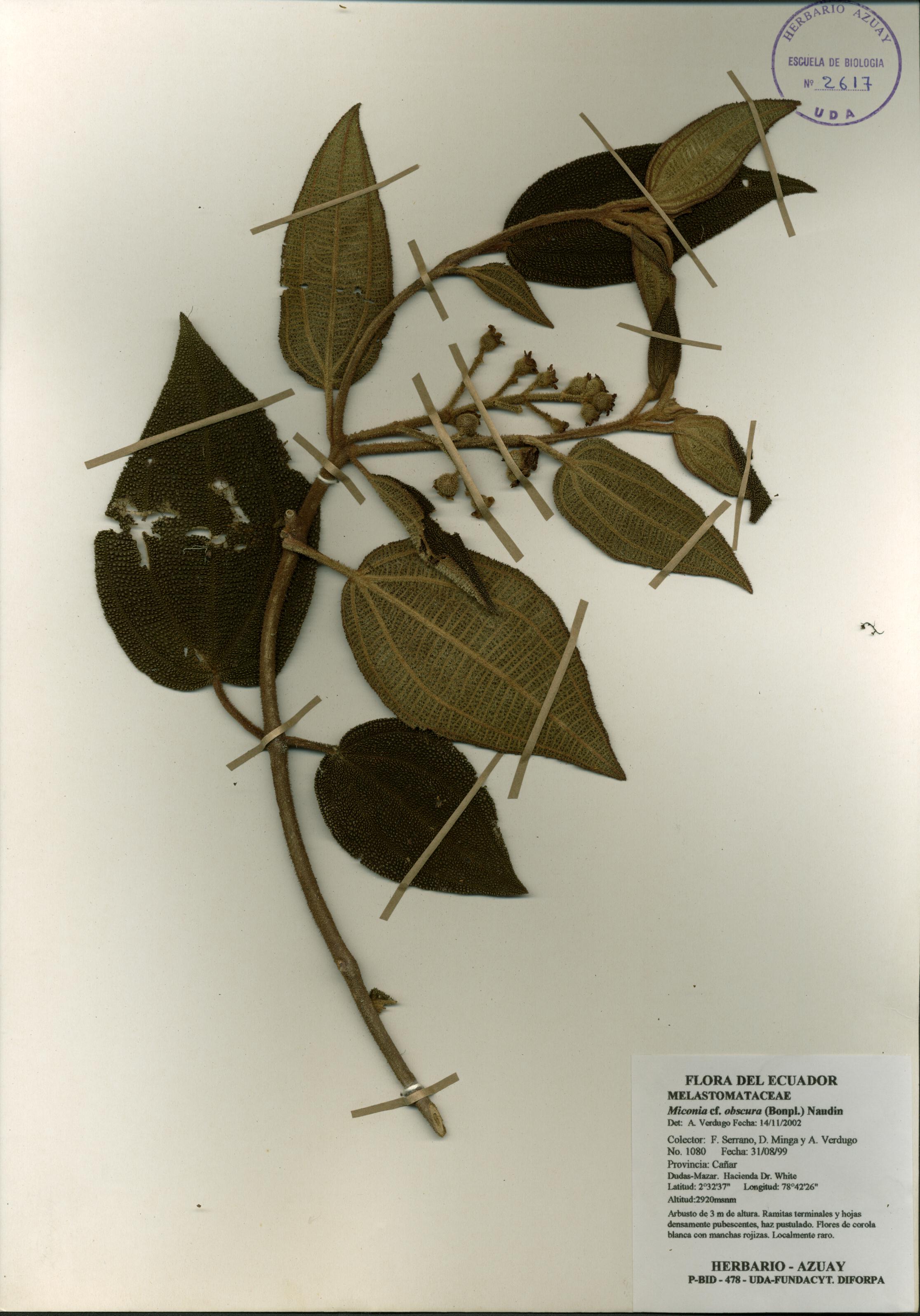 Miconia obscura (Bonpl.) Naudin