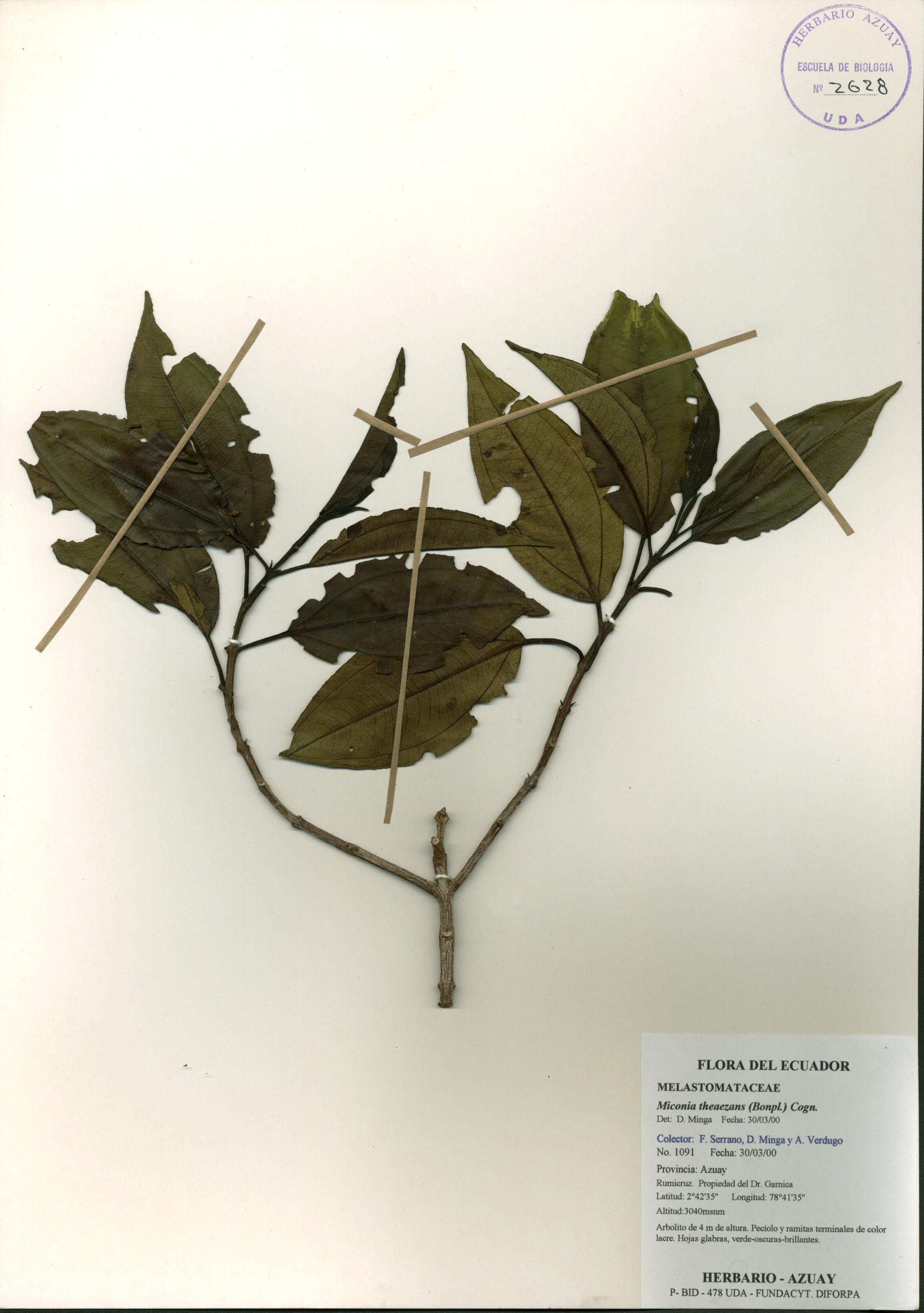 Miconia theaezans (Bonpl.) Cogn.