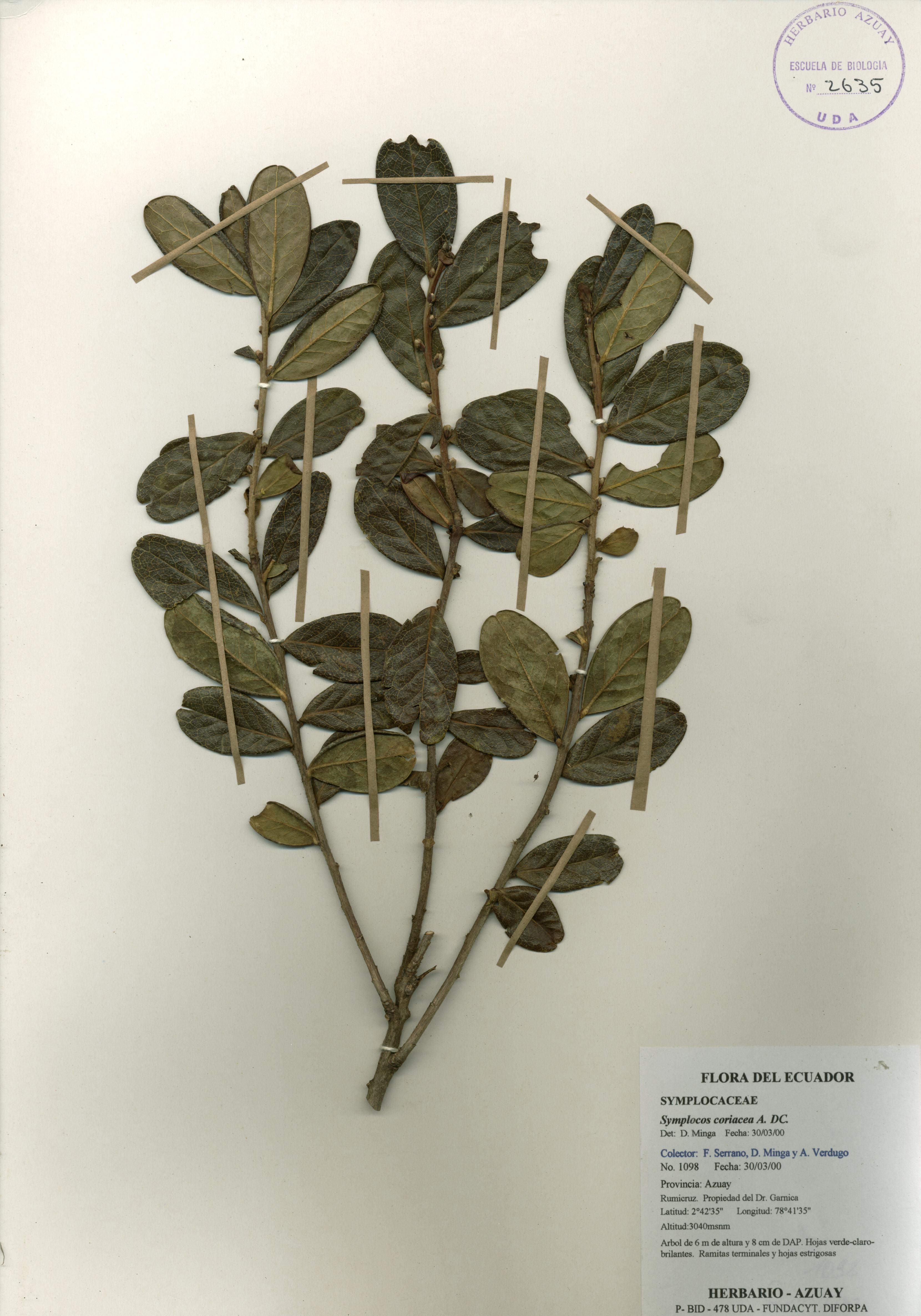 Symplocos coriacea A. DC.