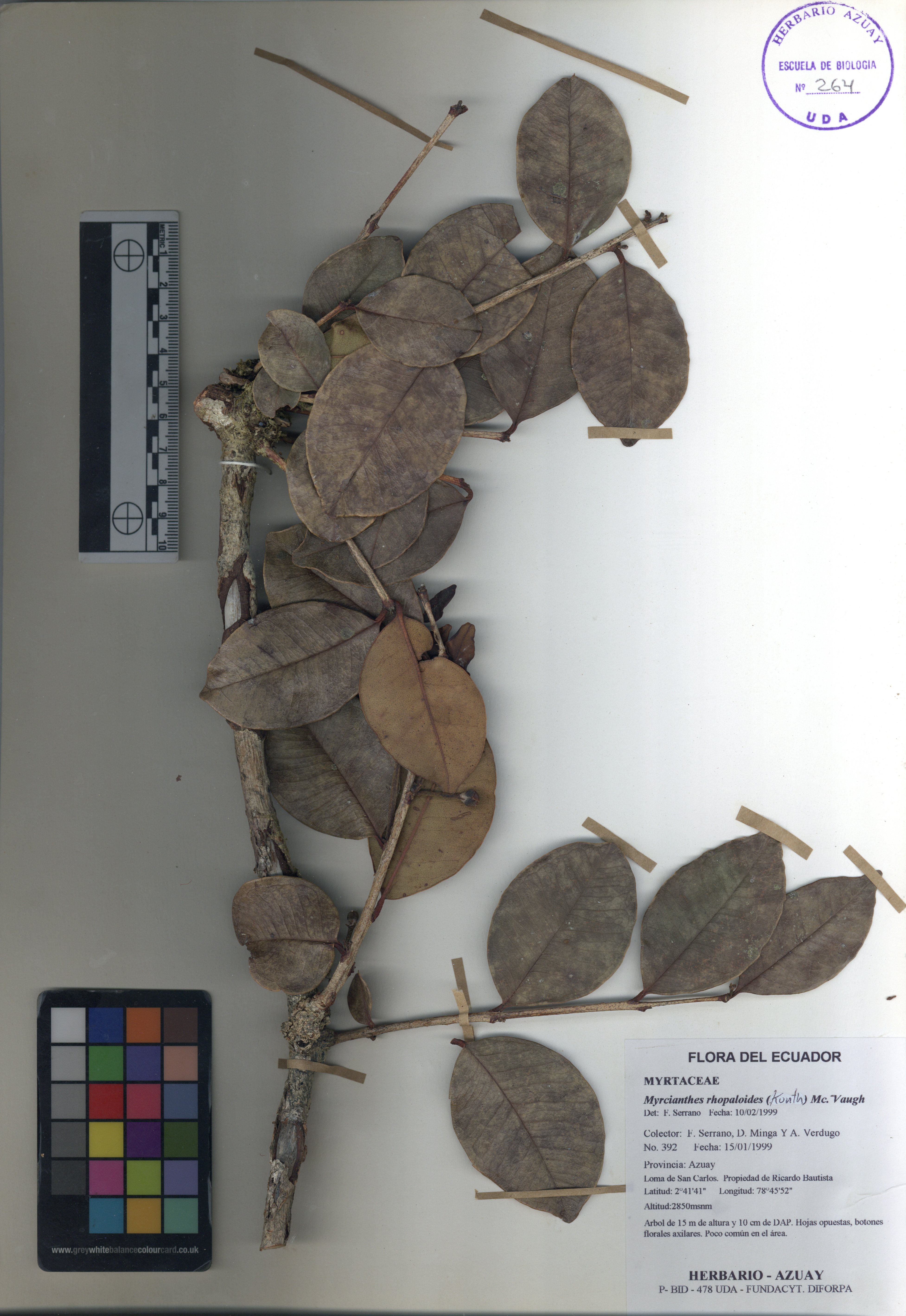 Myrcianthes rhopaloides (Kunth) McVaugh