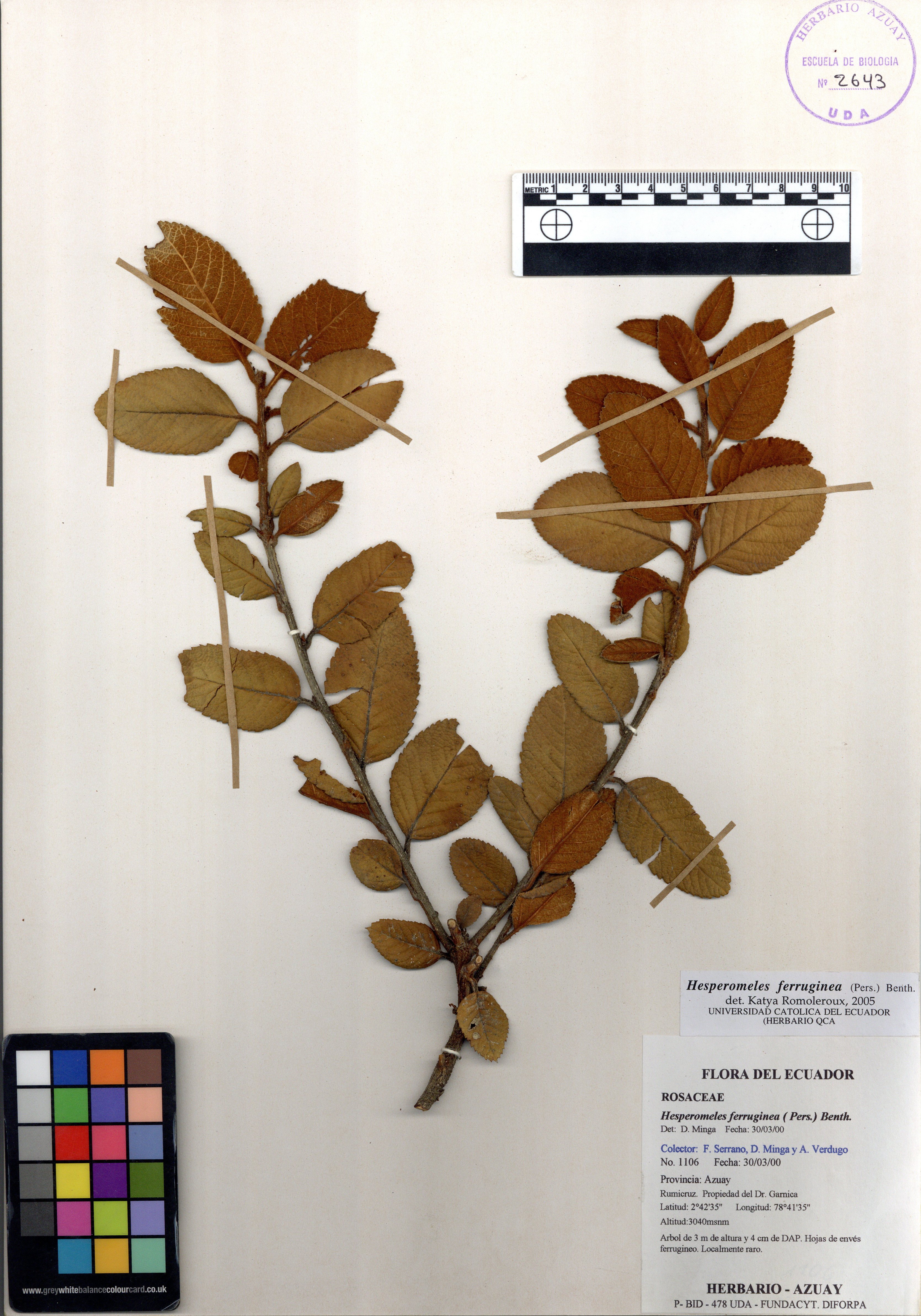Hesperomeles ferruginea ( Pers.) Benth.
