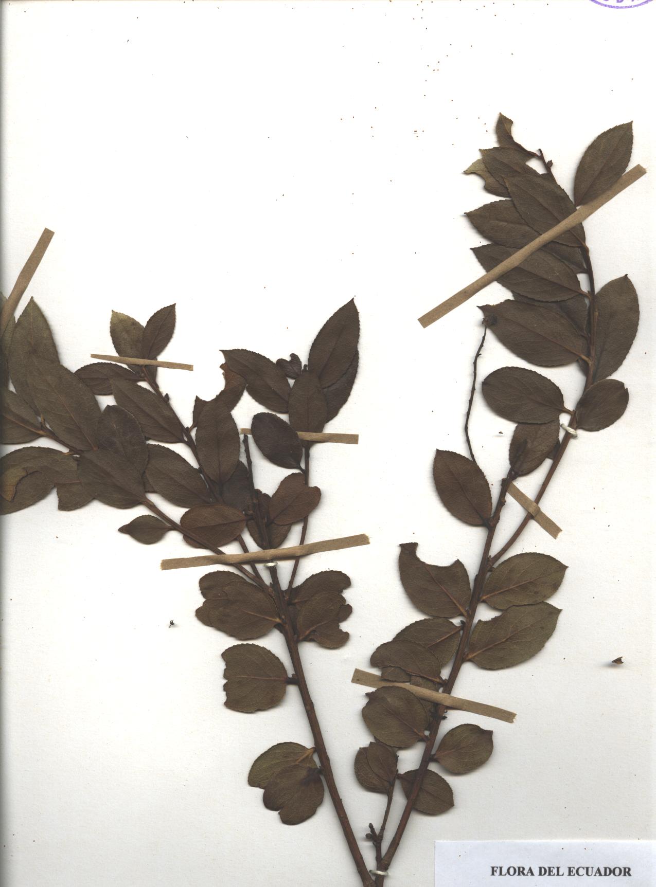 Gaultheria sp. SIN DETERMINAR