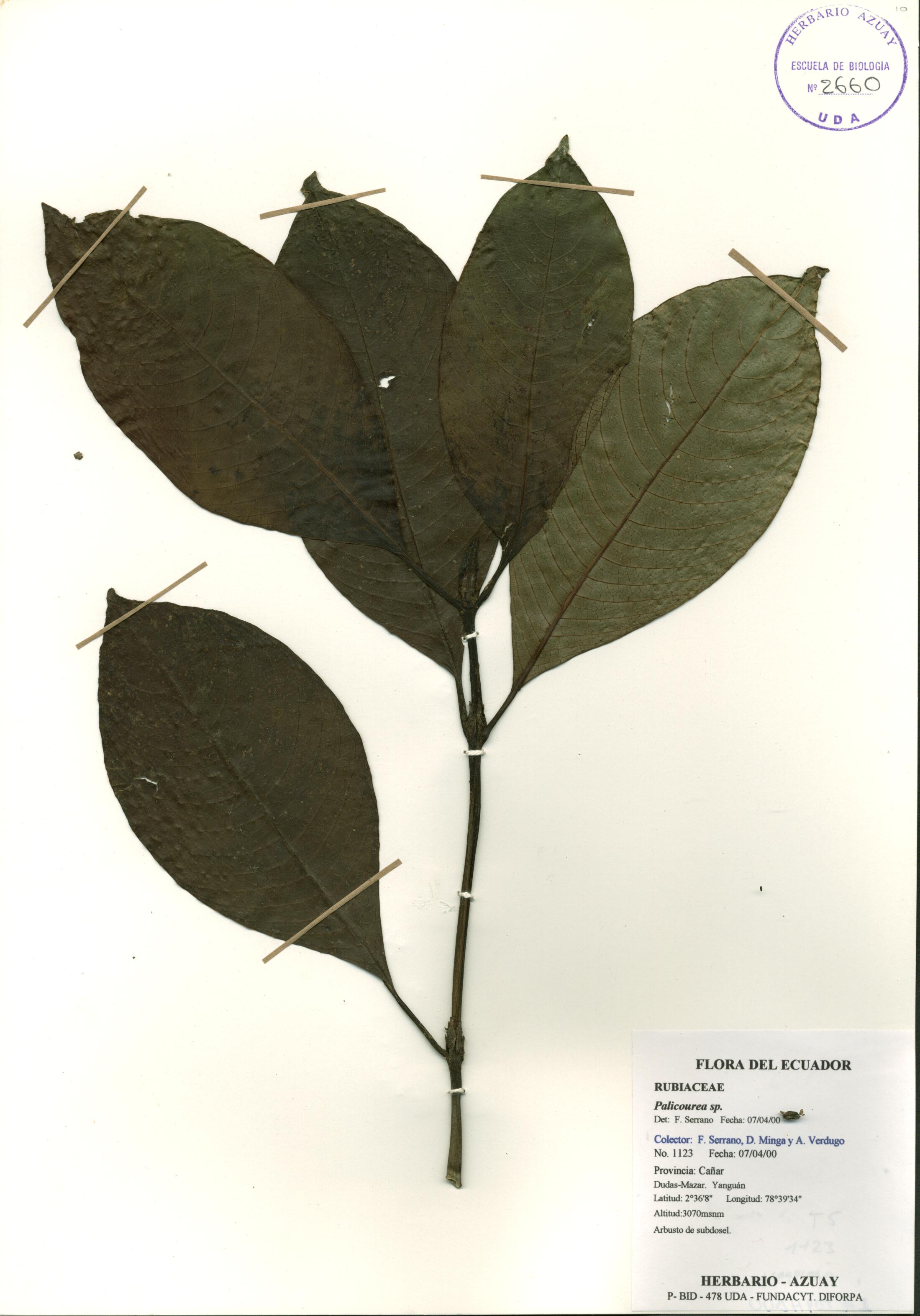 Palicourea sp. SIN DETERMINAR