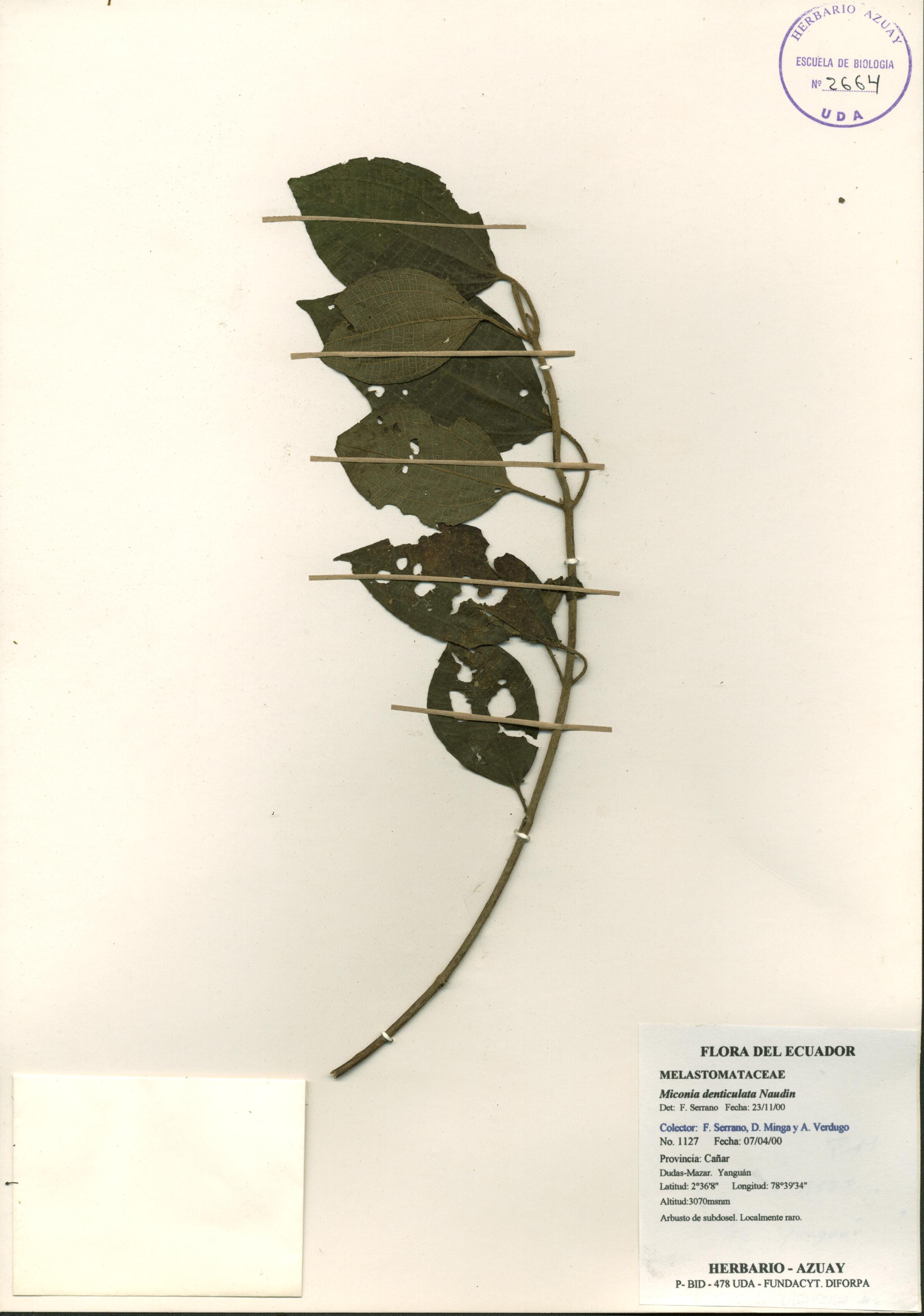 Miconia denticulata Naudin