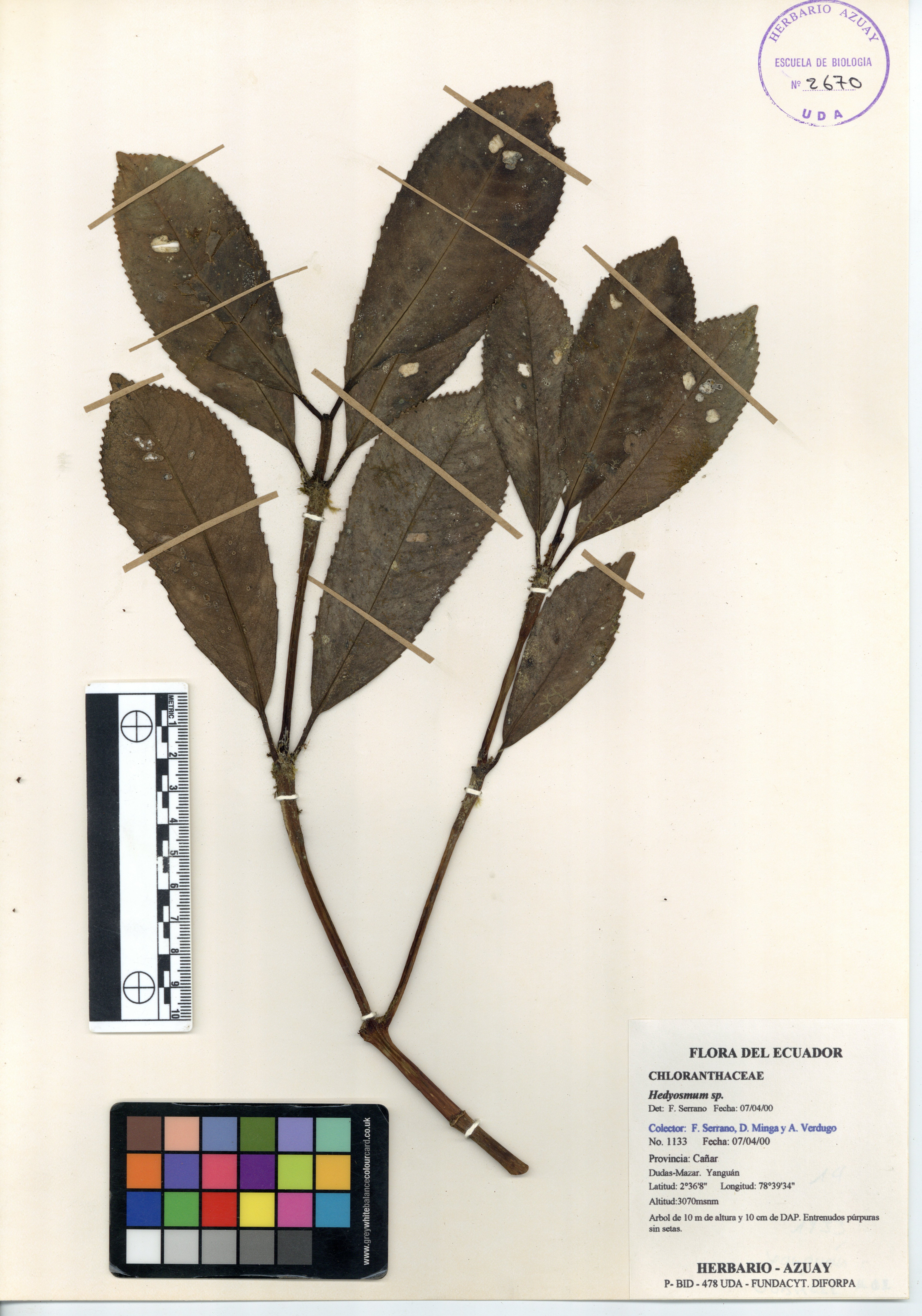 Hedyosmum sp. SIN DETERMINAR