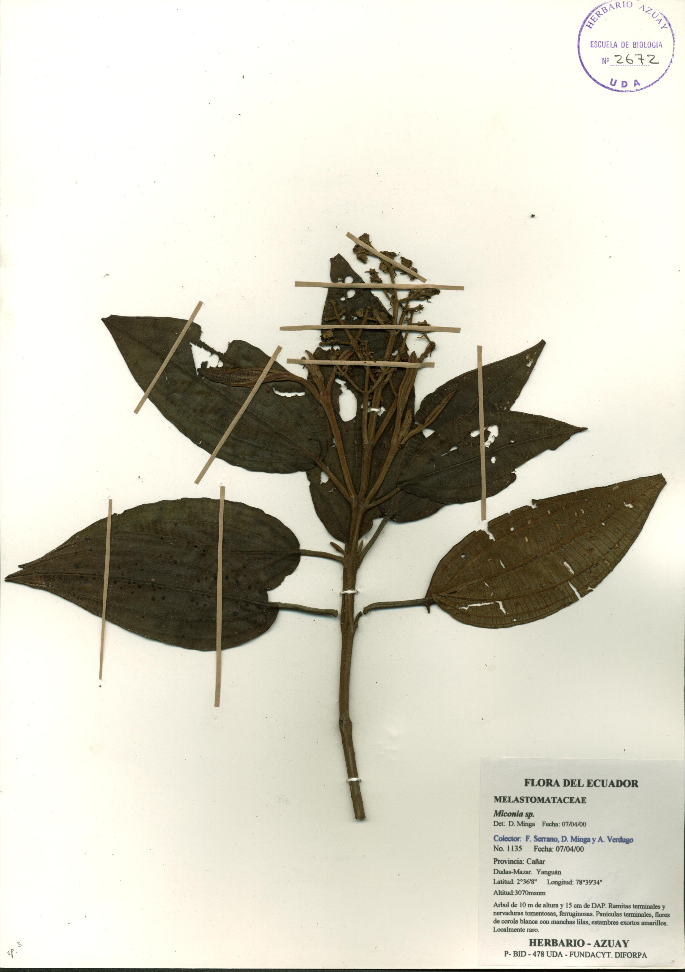 Miconia sp. SIN DETERMINAR