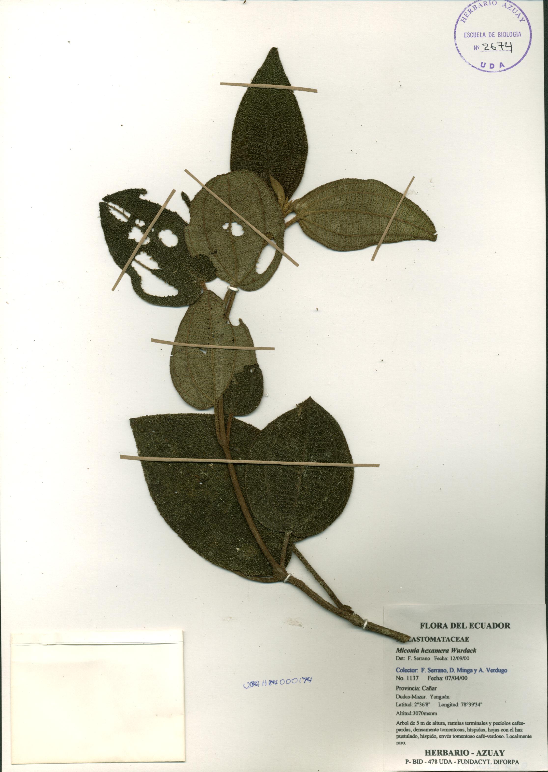 Miconia hexamera Wurdack