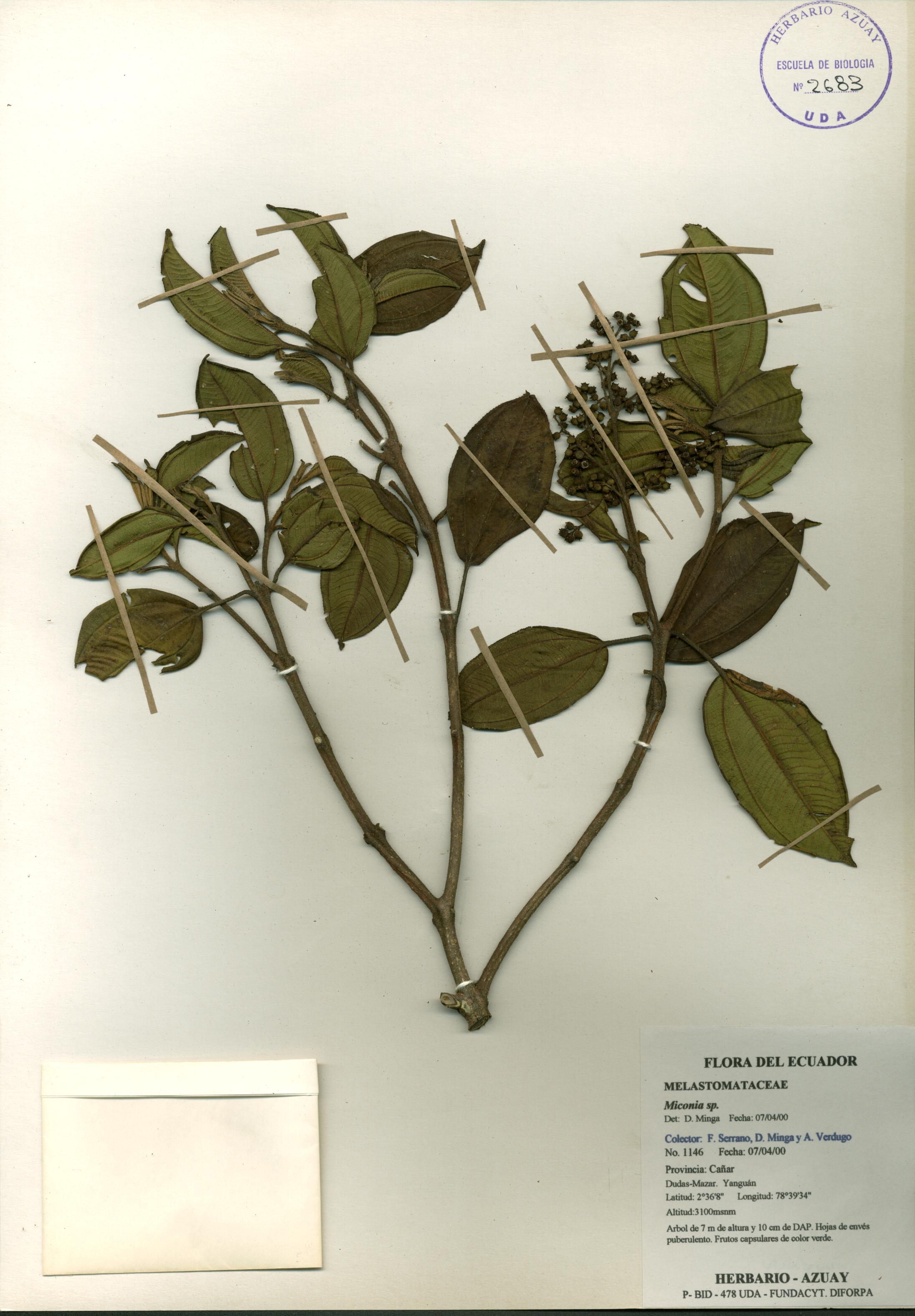 Miconia sp. SIN DETERMINAR