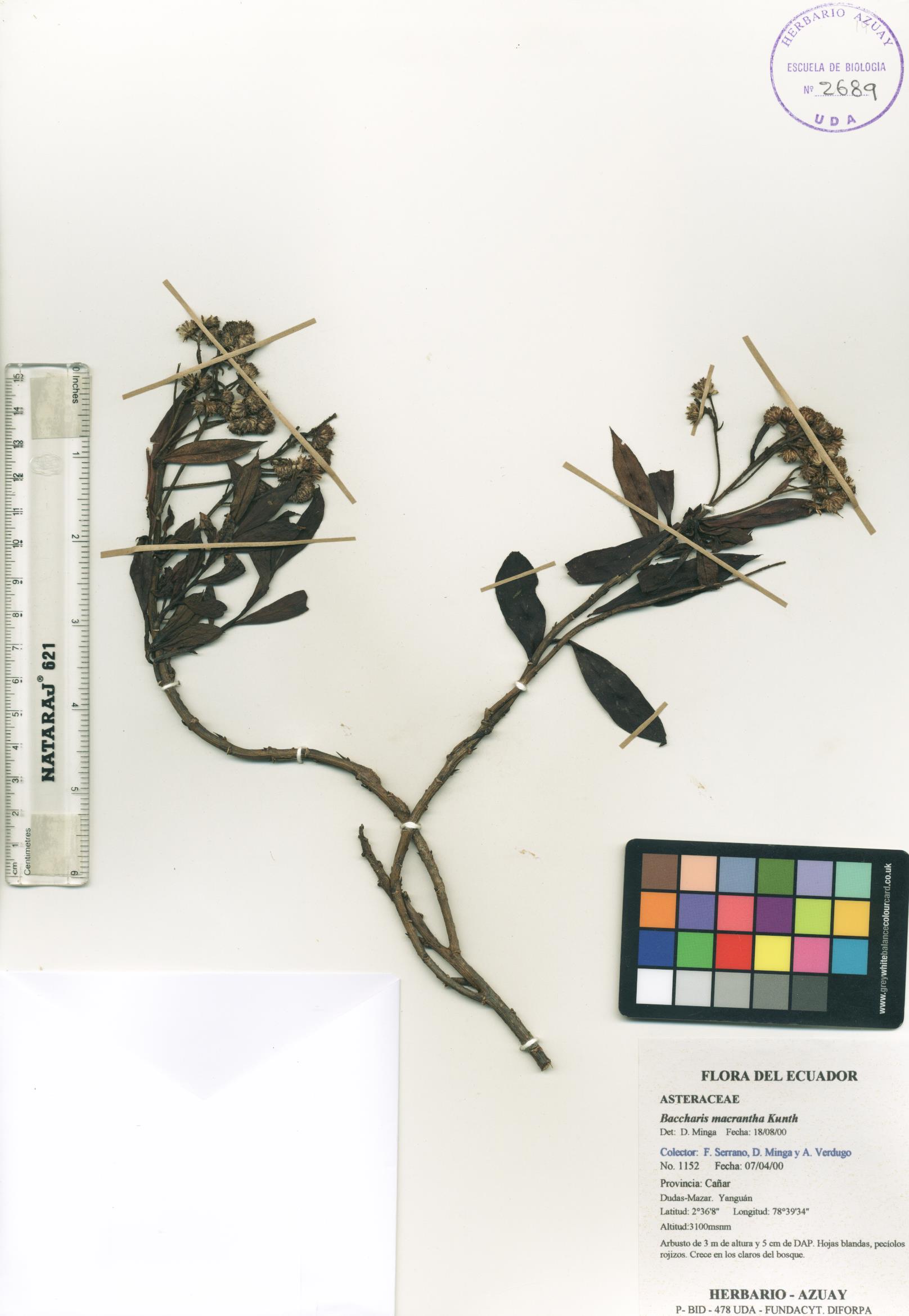 Baccharis macrantha Kunth