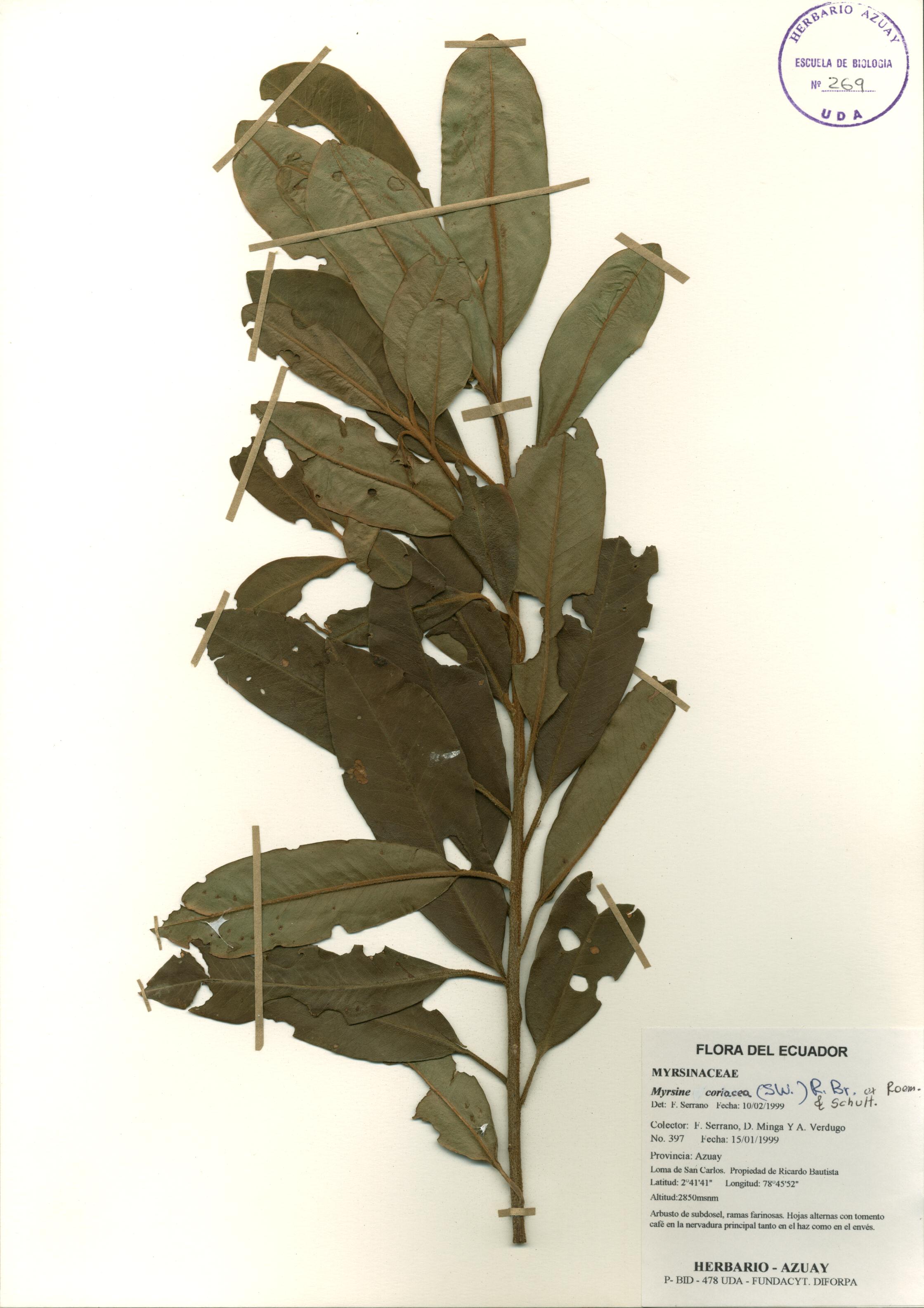 Myrsine coriacea (Sw.) R. Br. Ex Roem. & Schult.